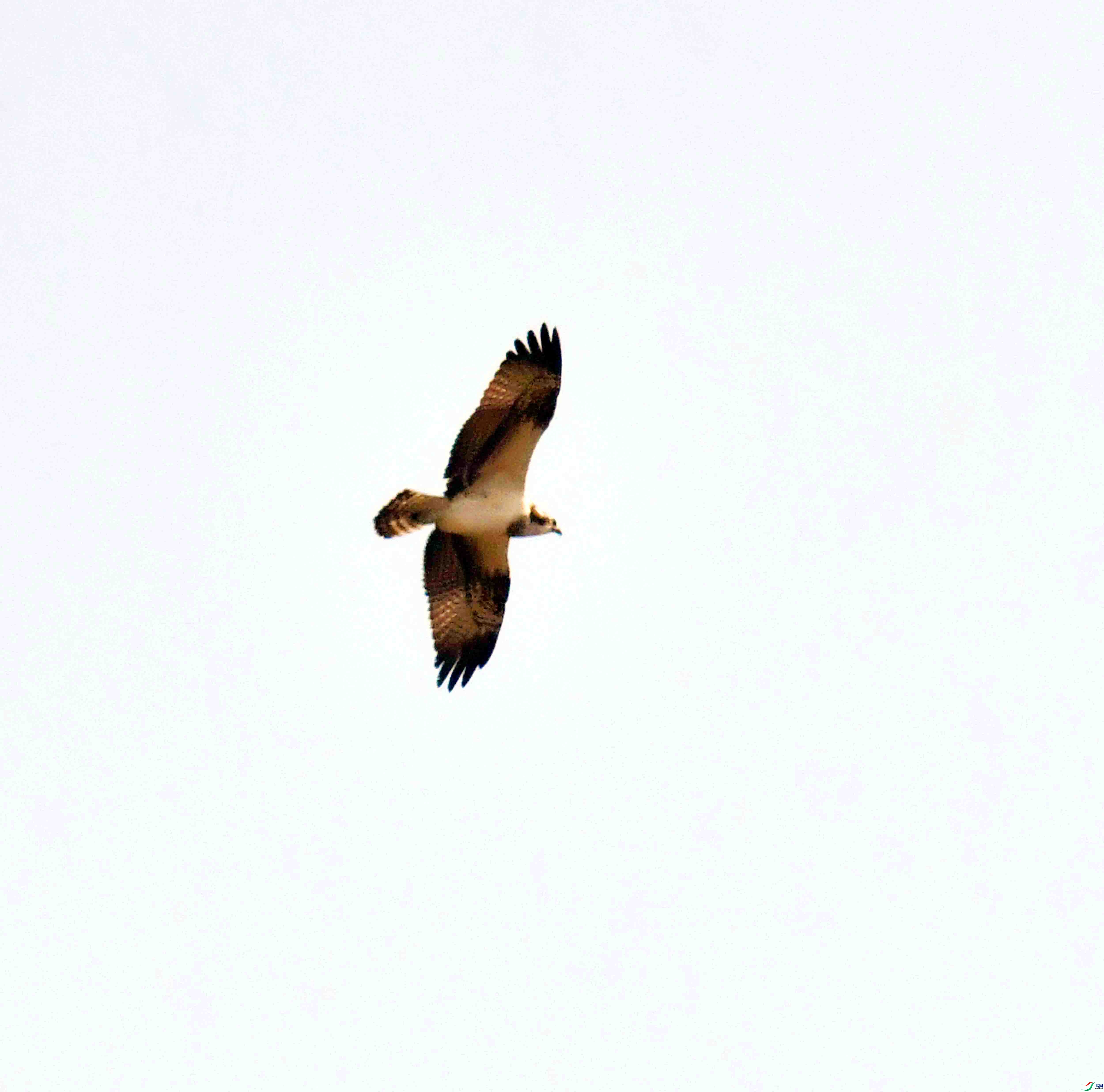 DSC_5267.JPG