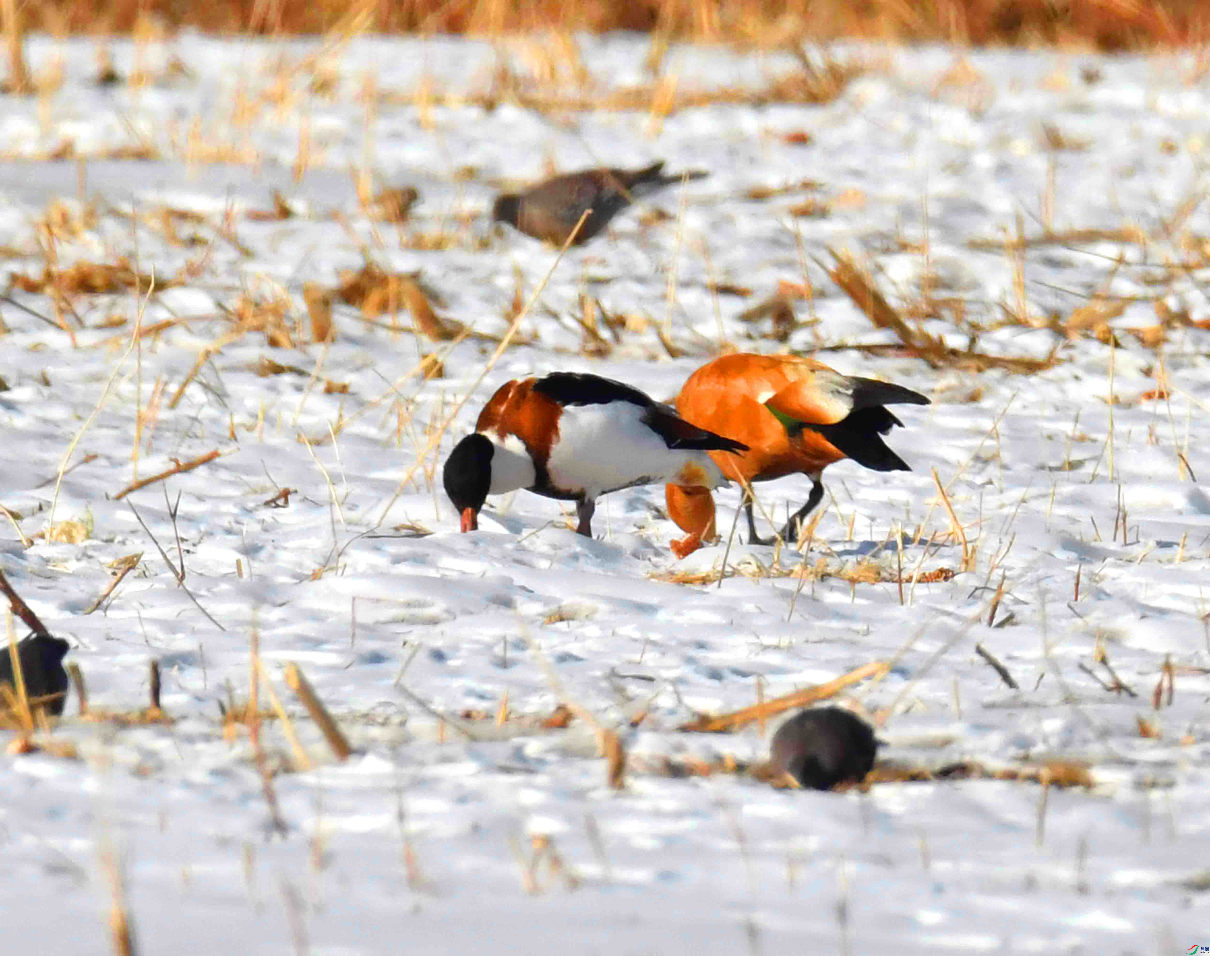 DSC_3381.JPG