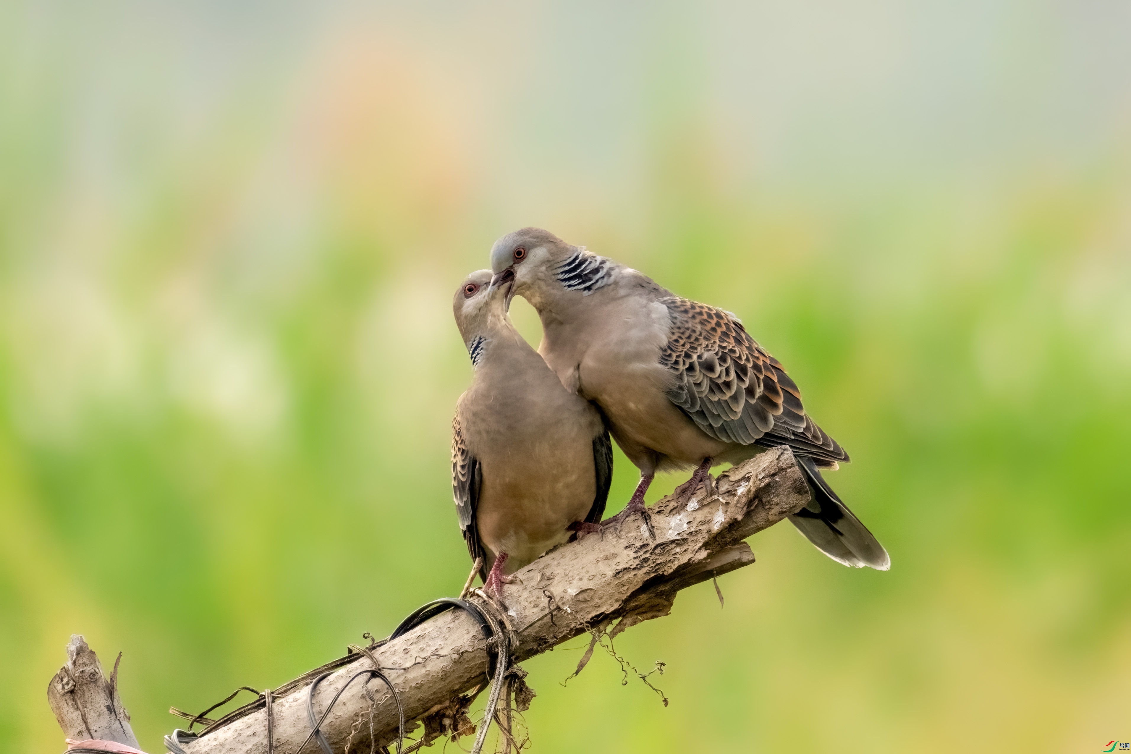 DSC_6351.jpg