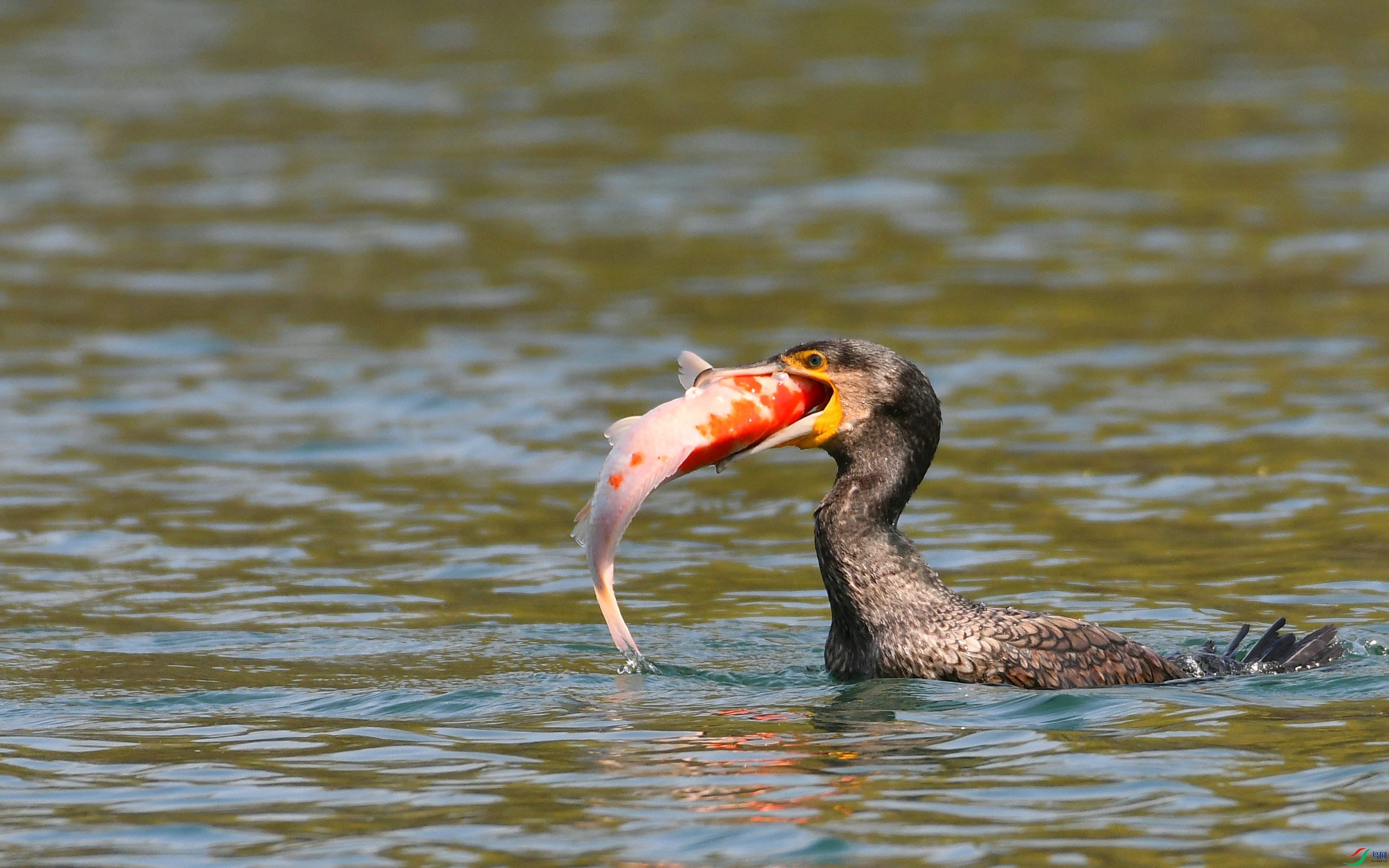 DSC_6841.JPG