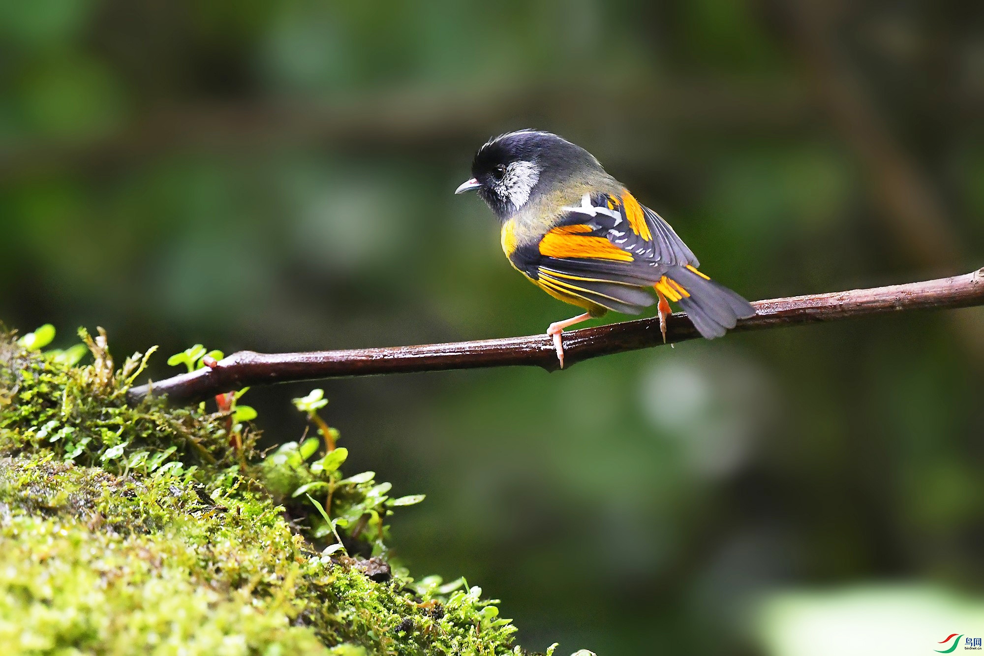 DSC_9630_c - ����.jpg