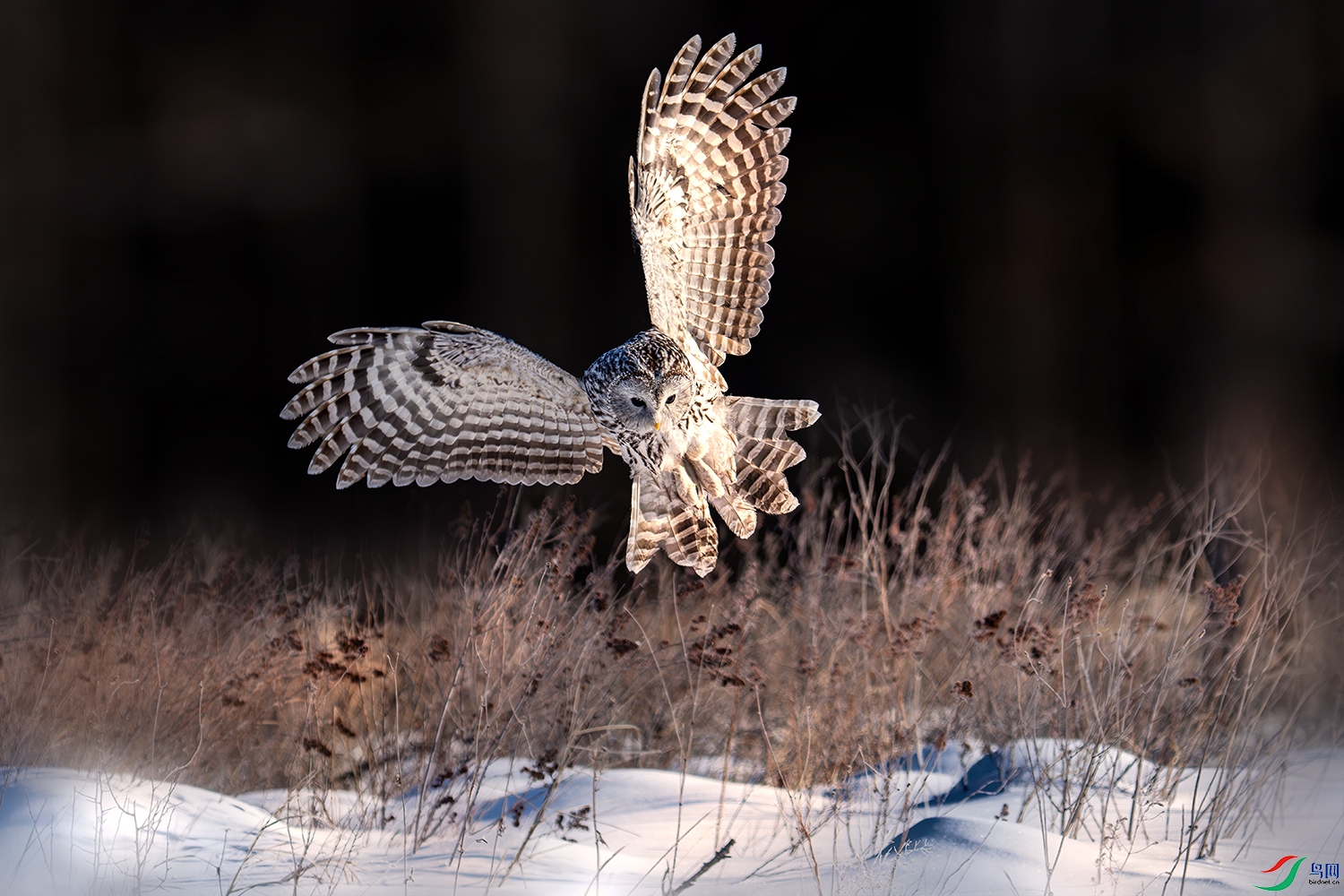 LZW08113-����ǿ-NR ����.jpg