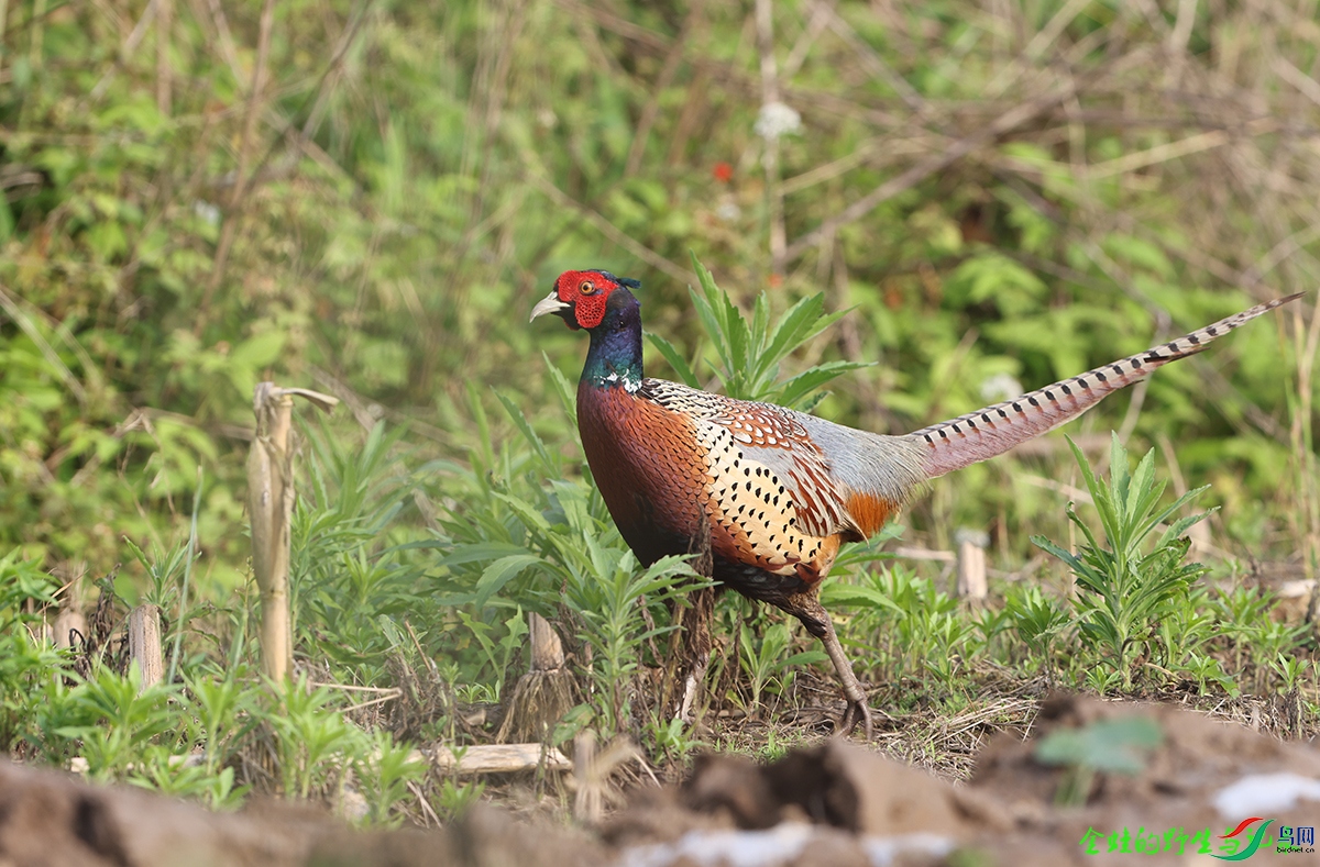 723A2976b.jpg