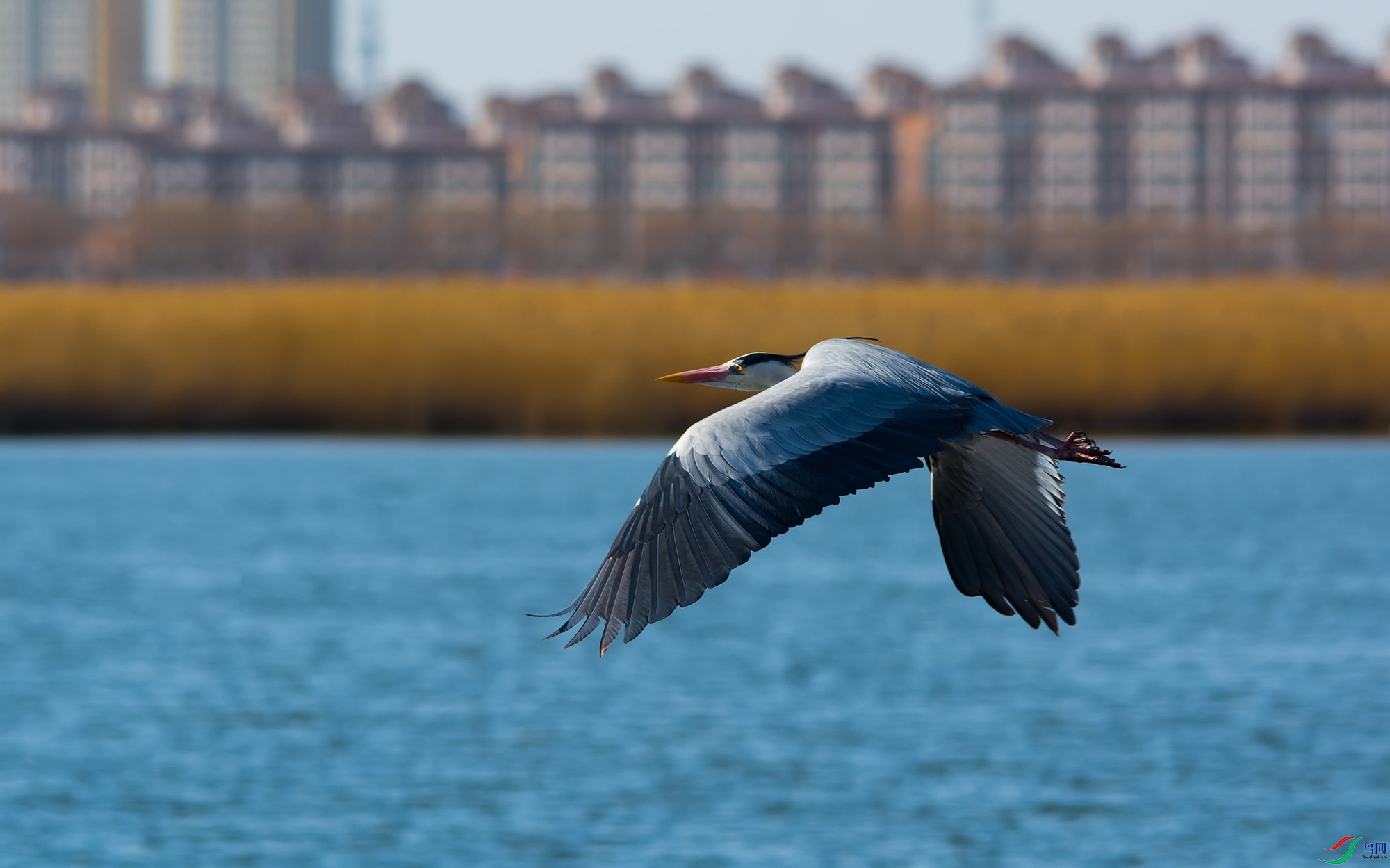 hn2018.04.04DSC_5092.jpg