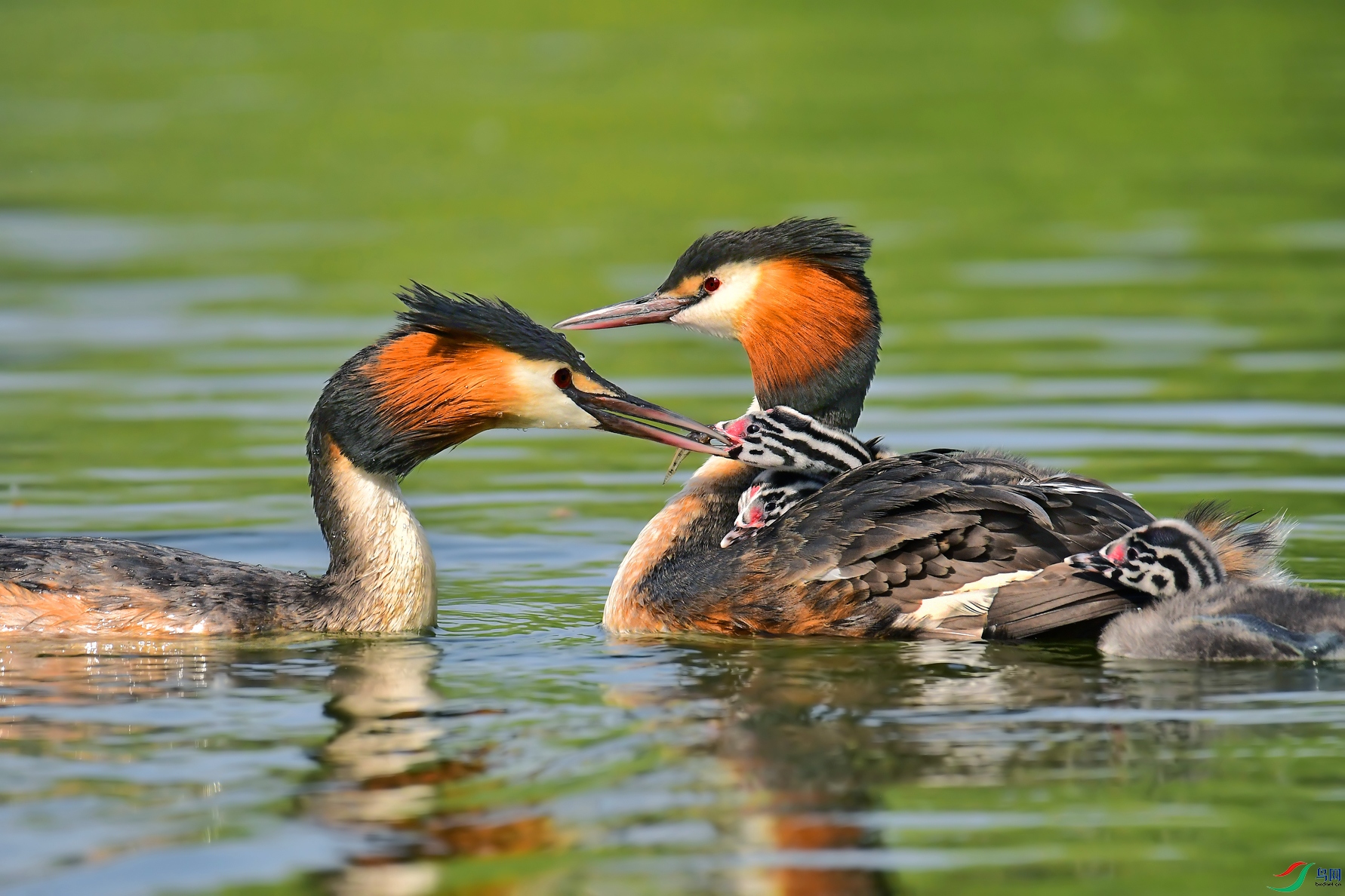 DSC_0889 ����.jpg