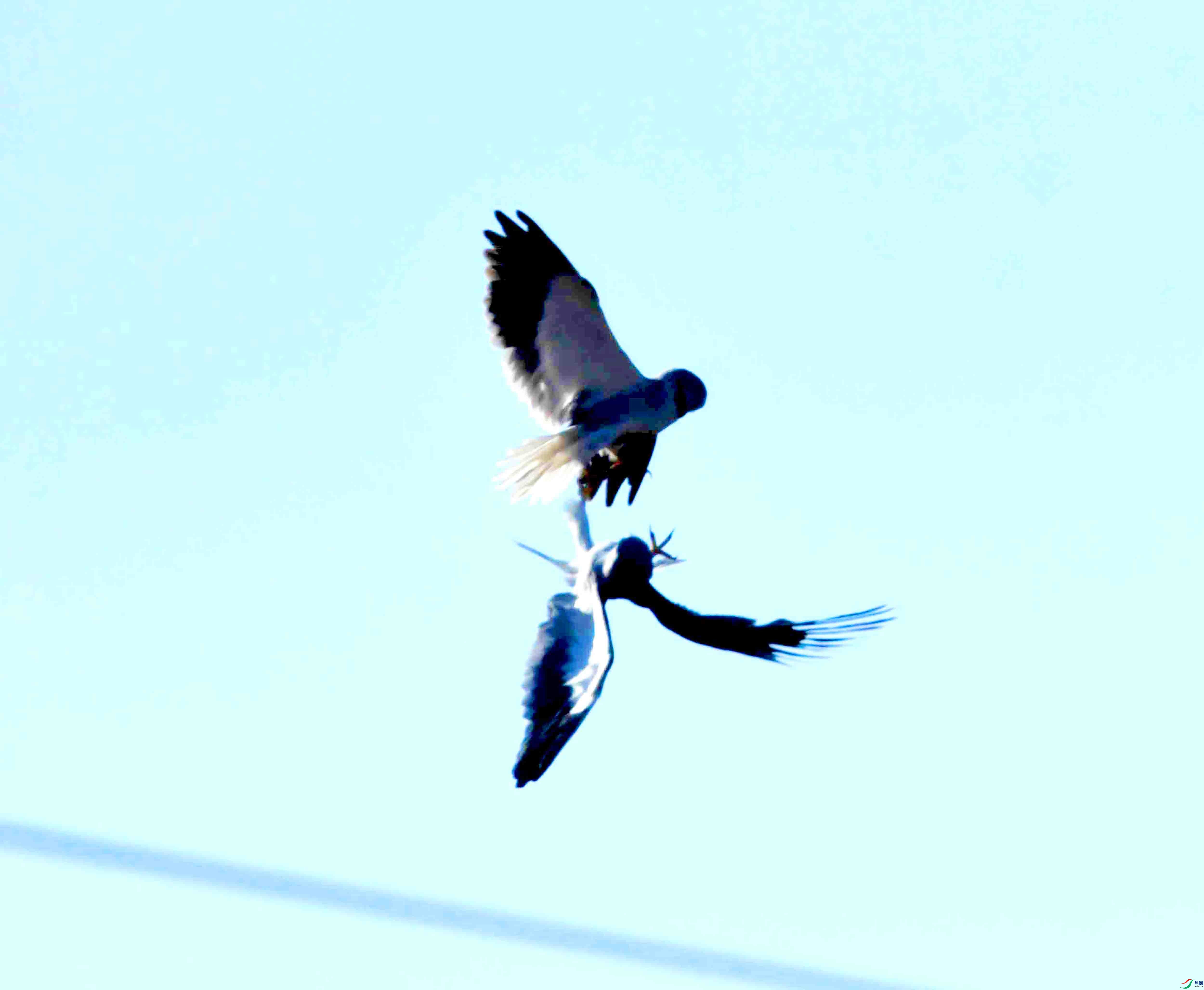 DSC_7240.JPG