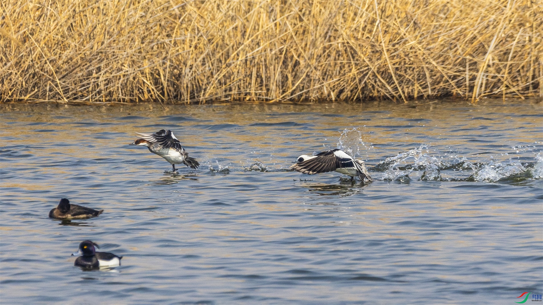 1K3A5664 ����1.jpg