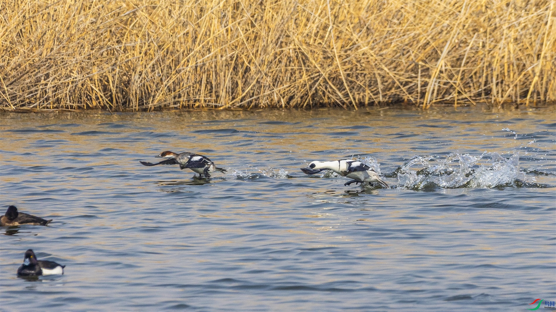 1K3A5662 ����1.jpg