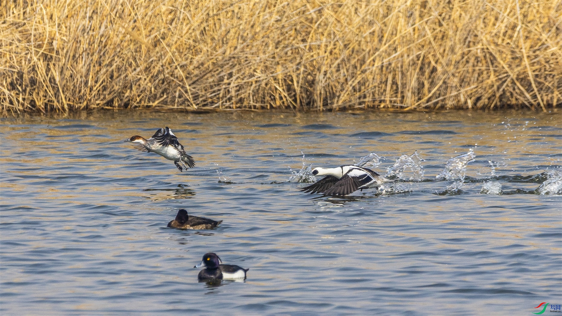 1K3A5667 ����1.jpg