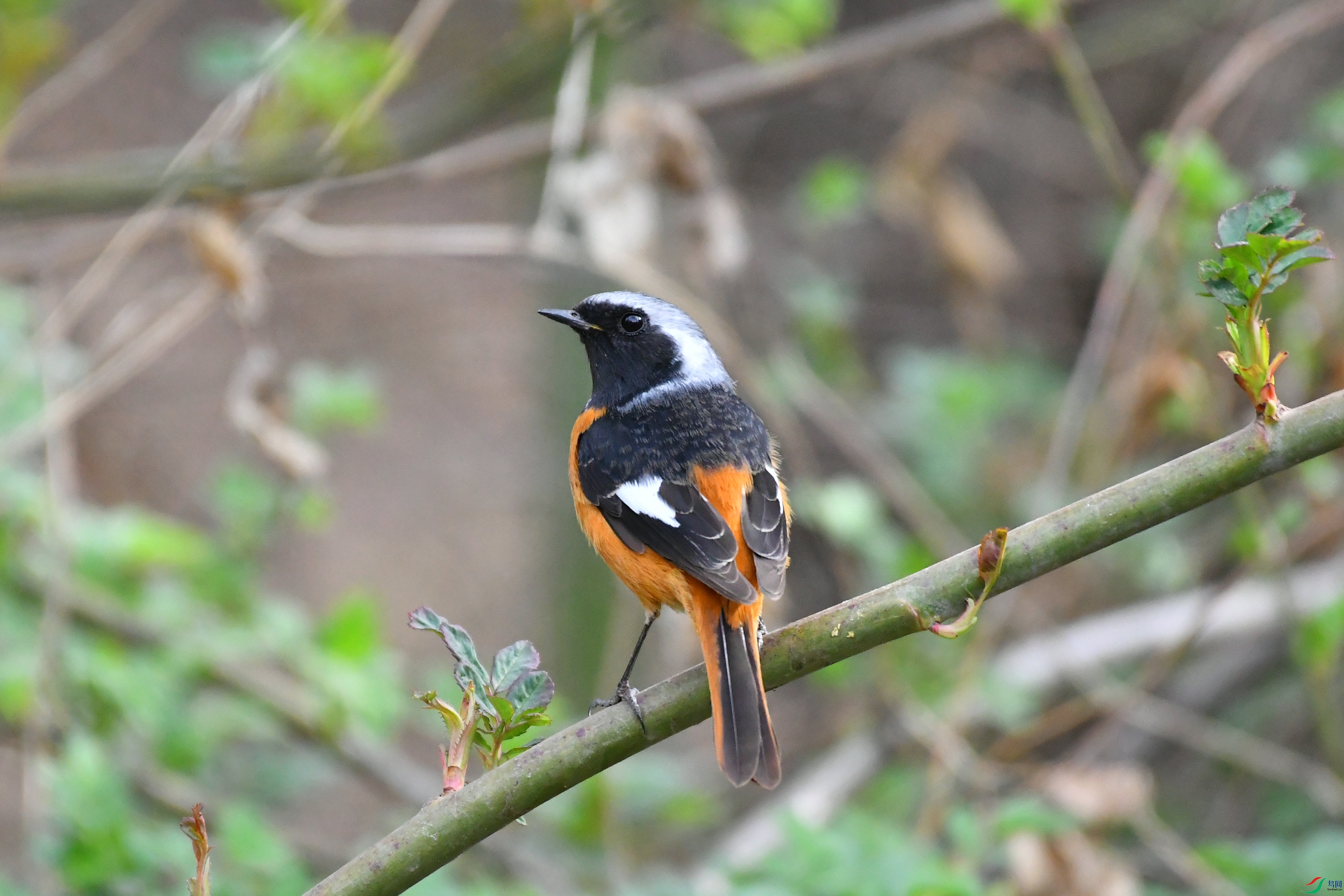DSC_7192.JPG