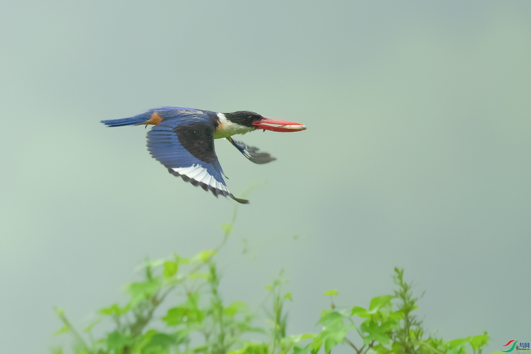 DSC_4659_DxOa.jpg