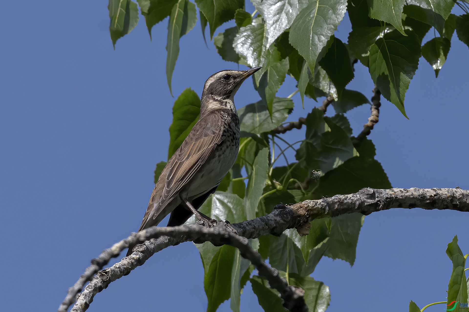 DSC_2845-.jpg