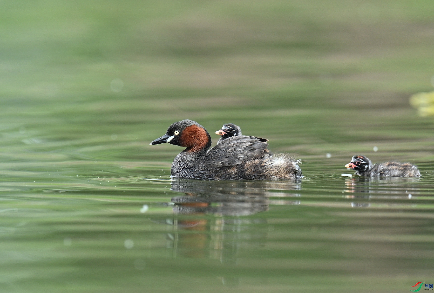 DSC_1780.JPG