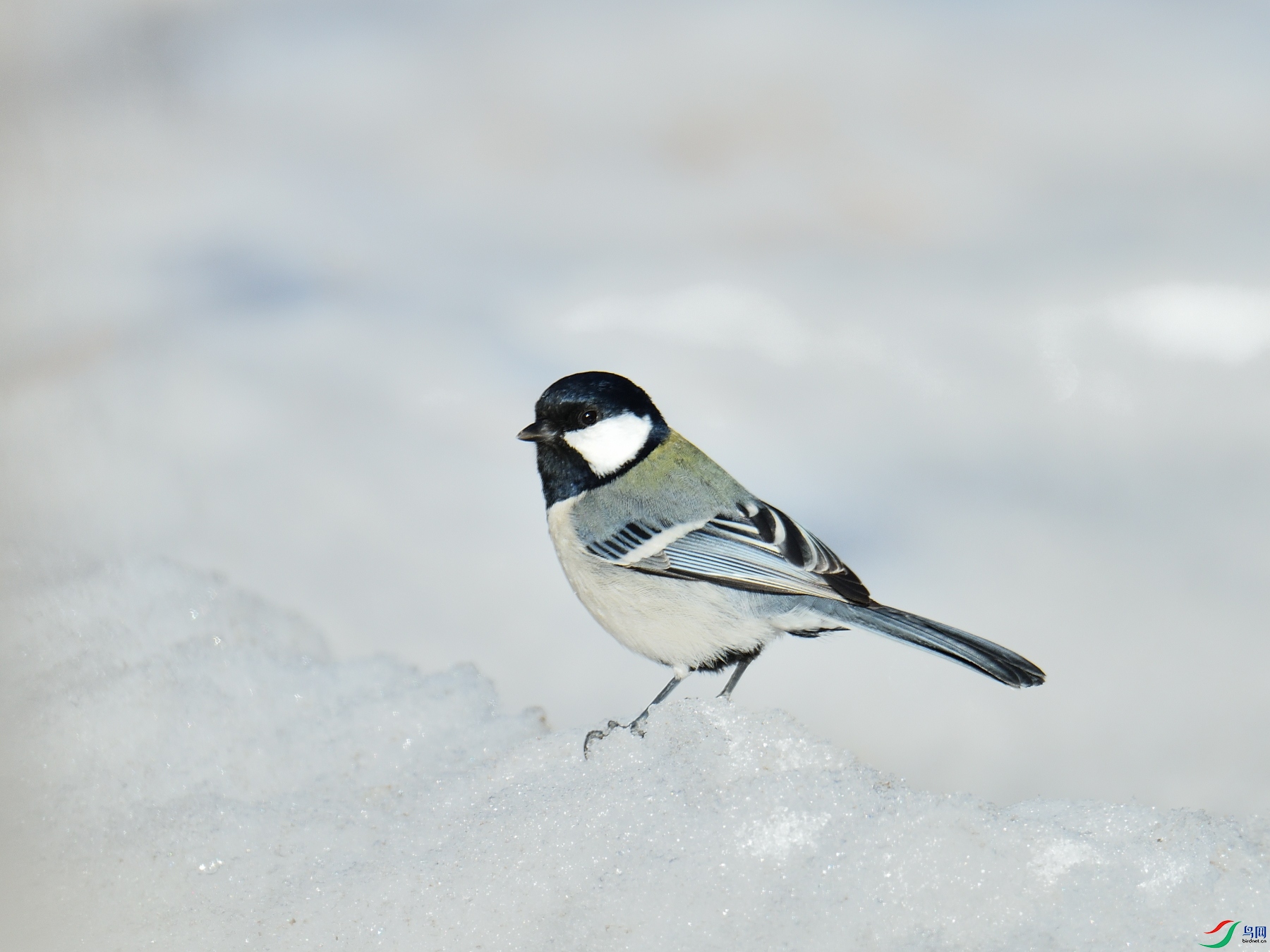 DSC_3099.JPG