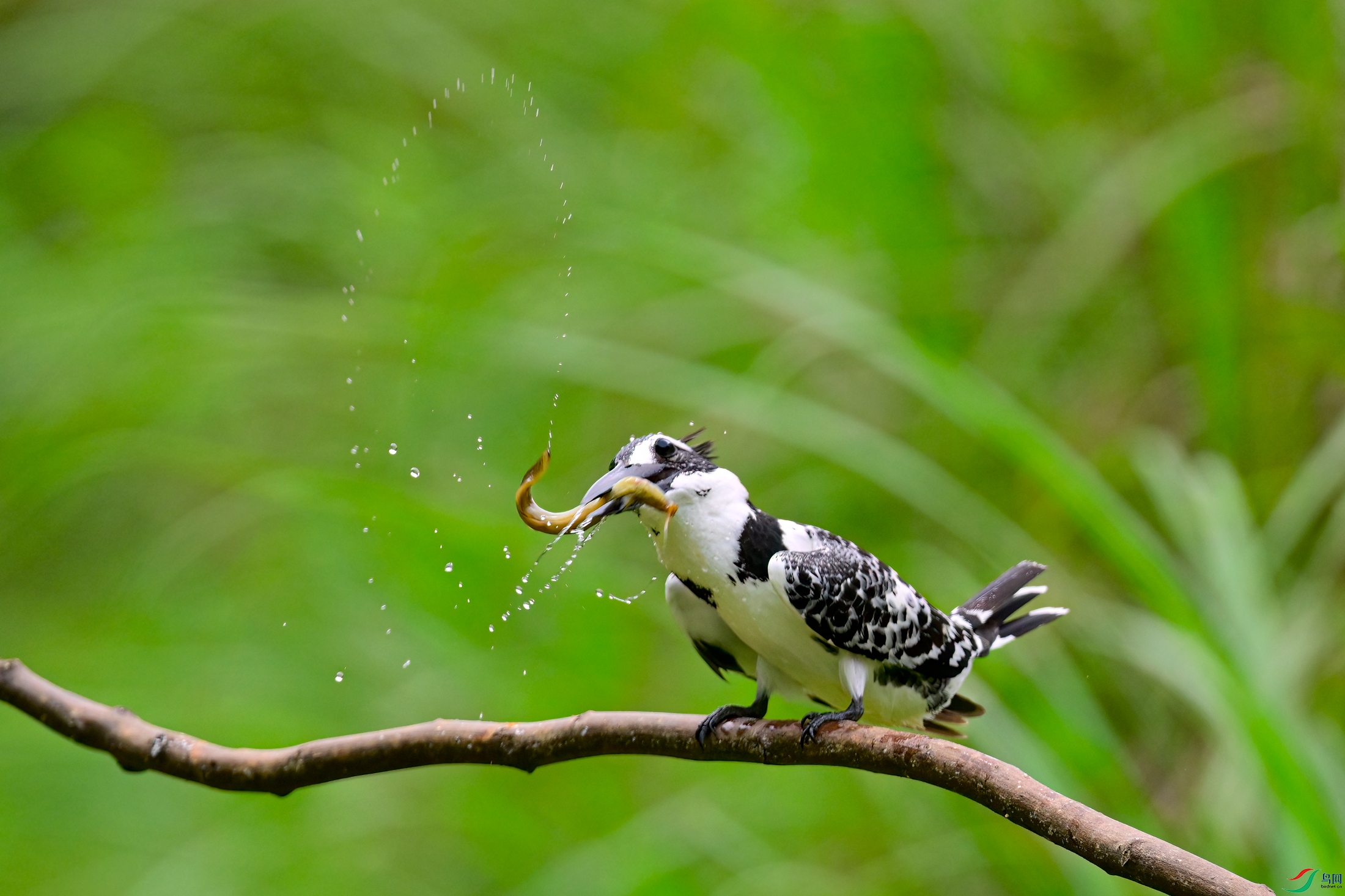 _DSC2988x.jpg