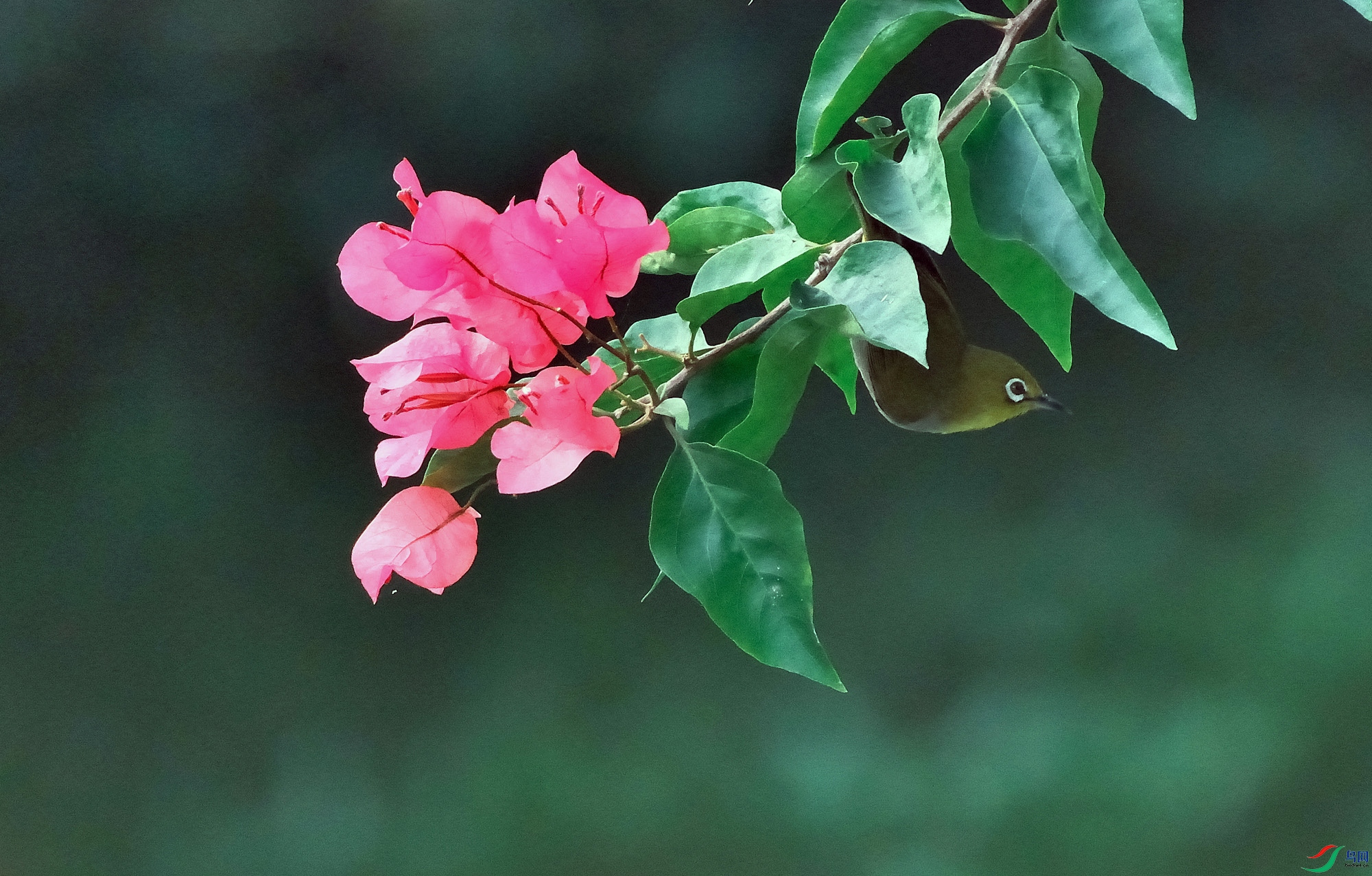 DSCF7930p.jpg