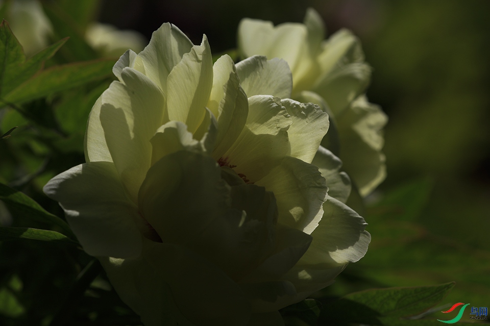 00100.jpg