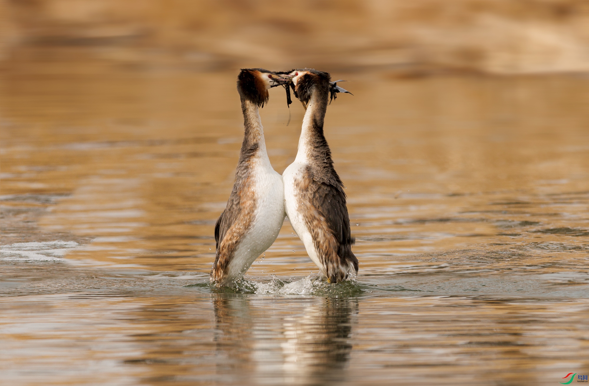 3Z6A0876 ����_1.jpg