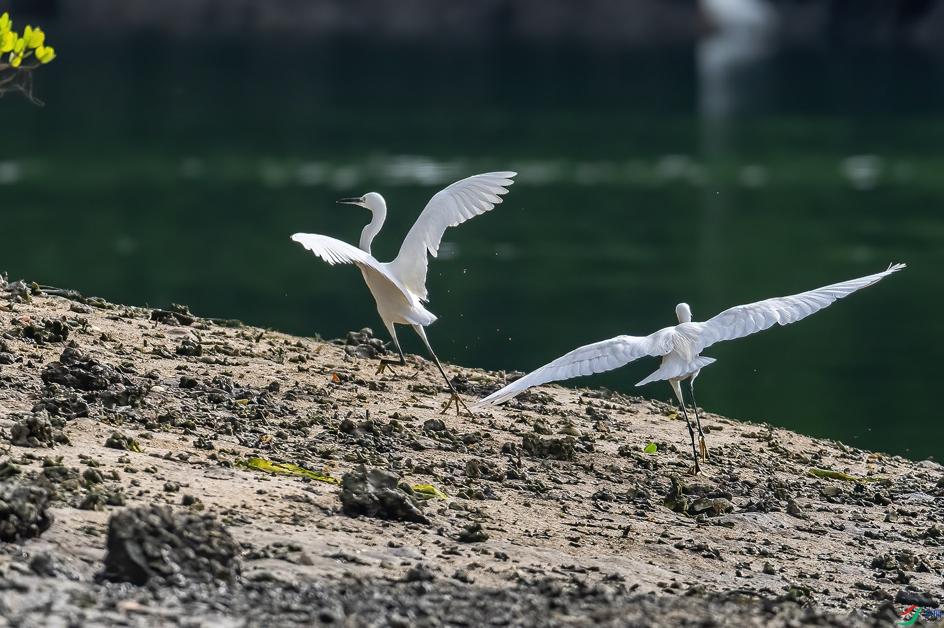DSC_0306.jpg