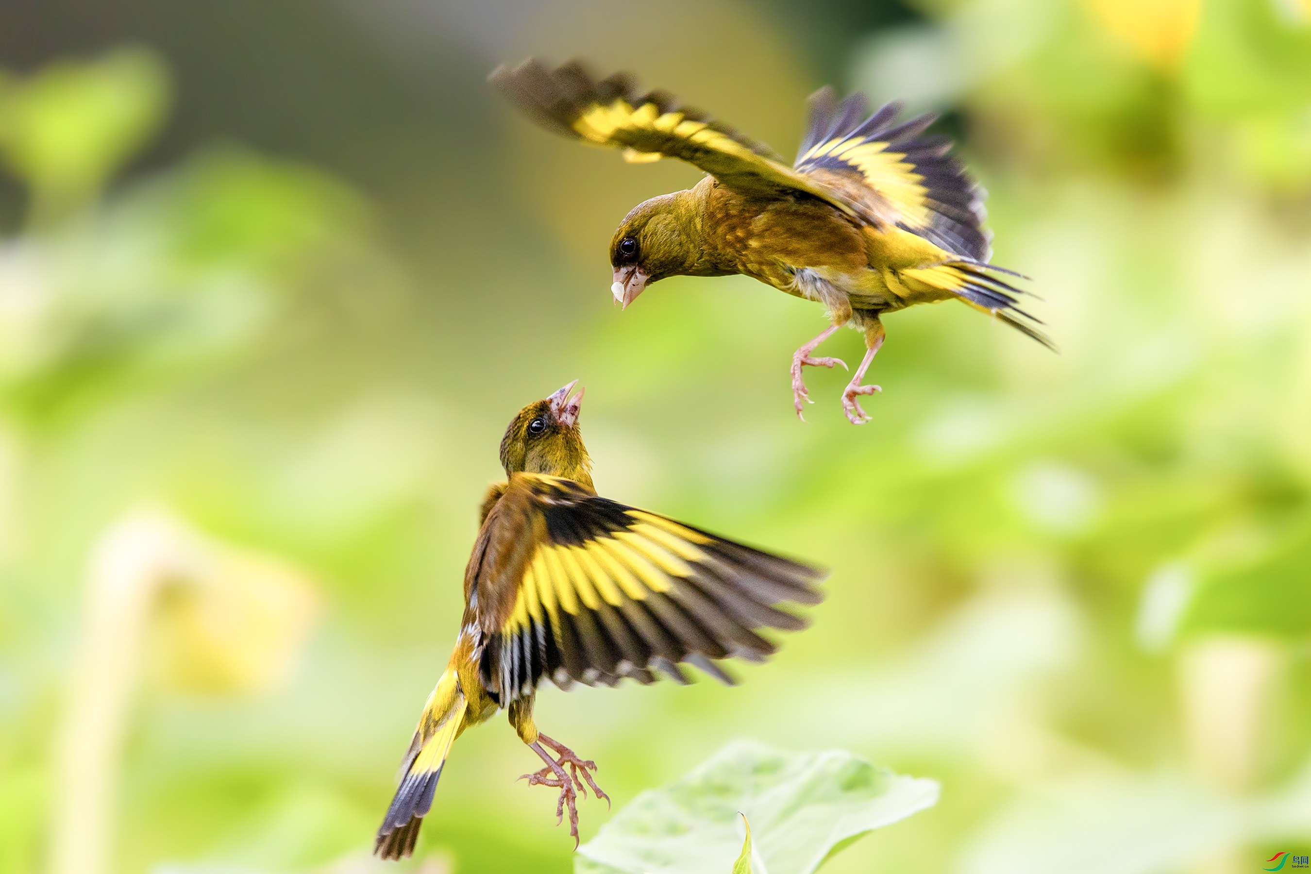 AB1I9951 ��������.jpg