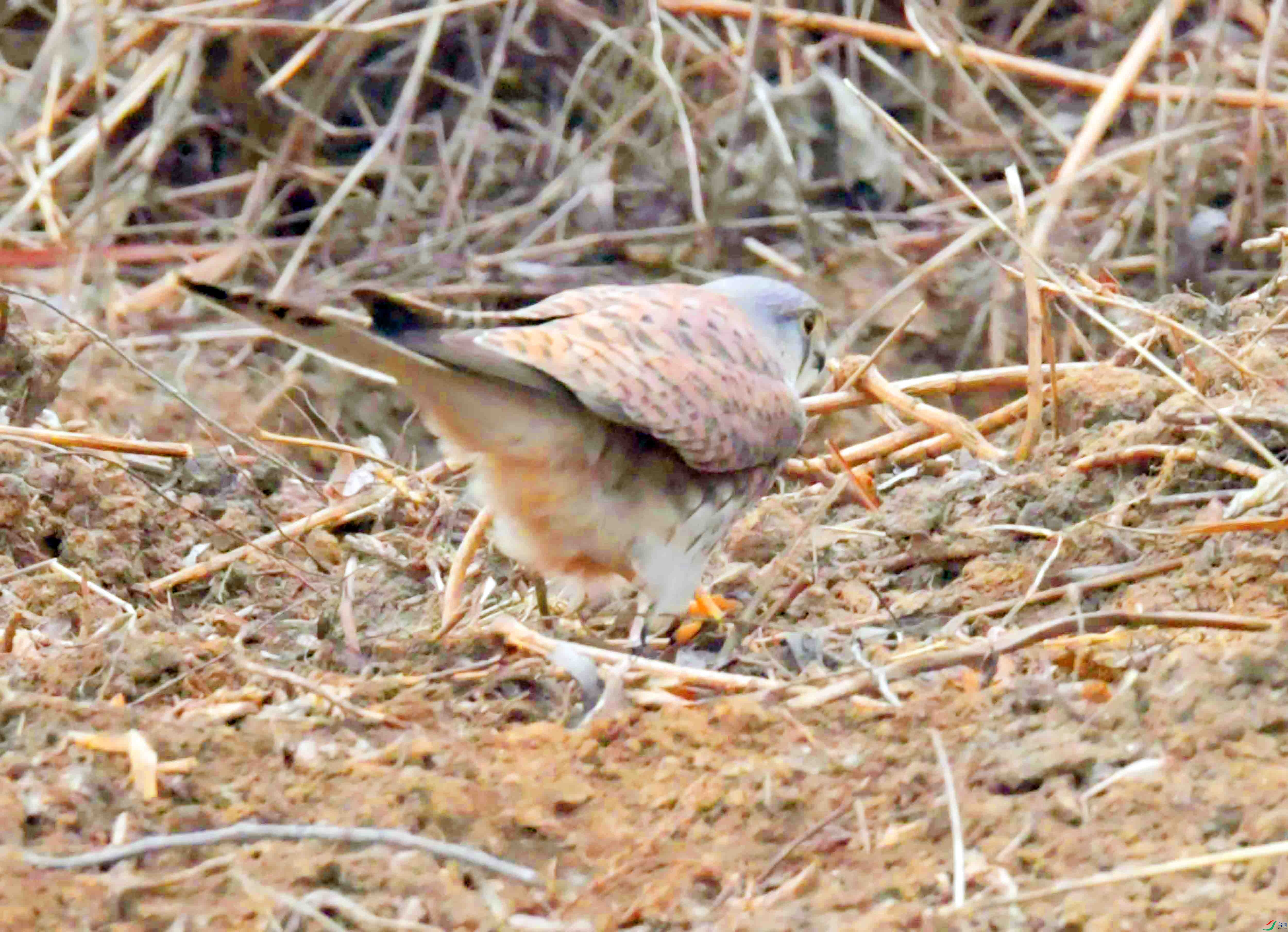DSC_3977.JPG