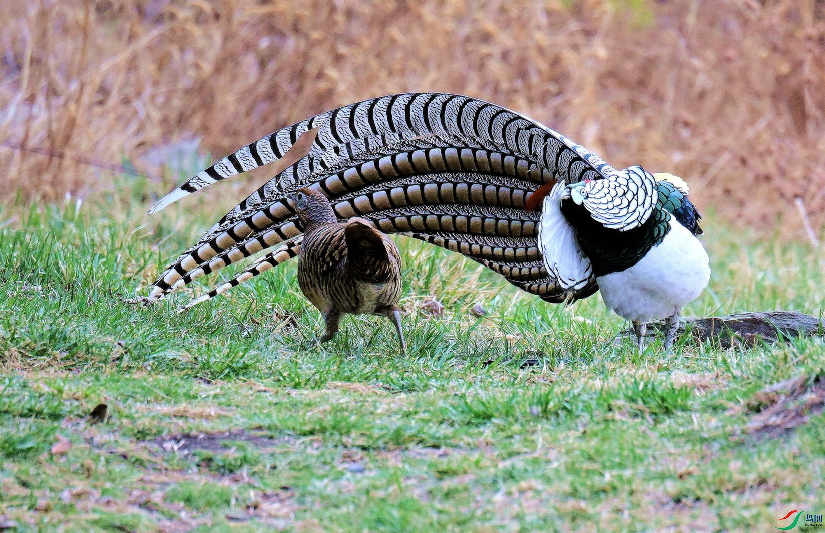 ��ż���У�