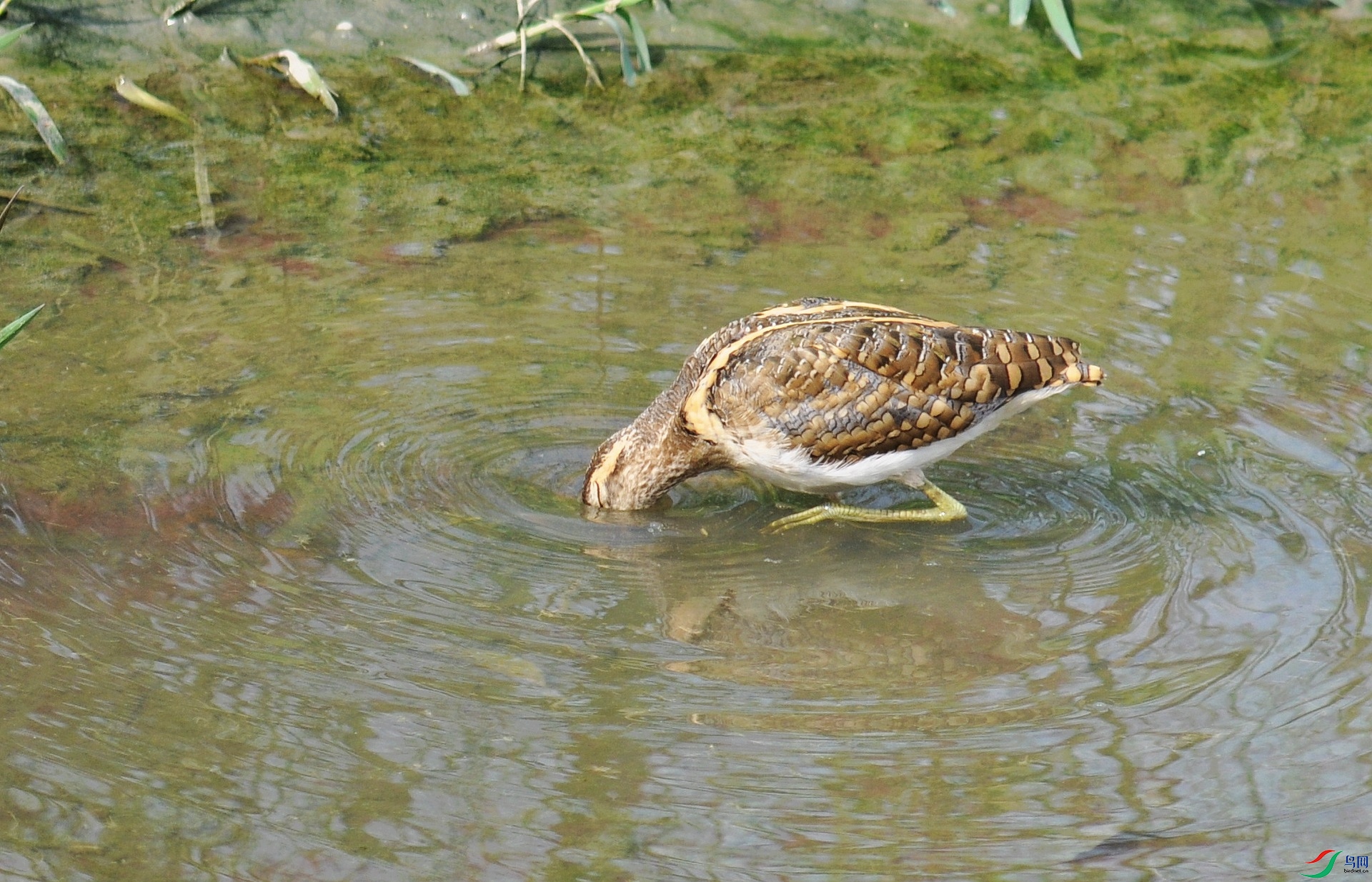 DSC_2390.jpg