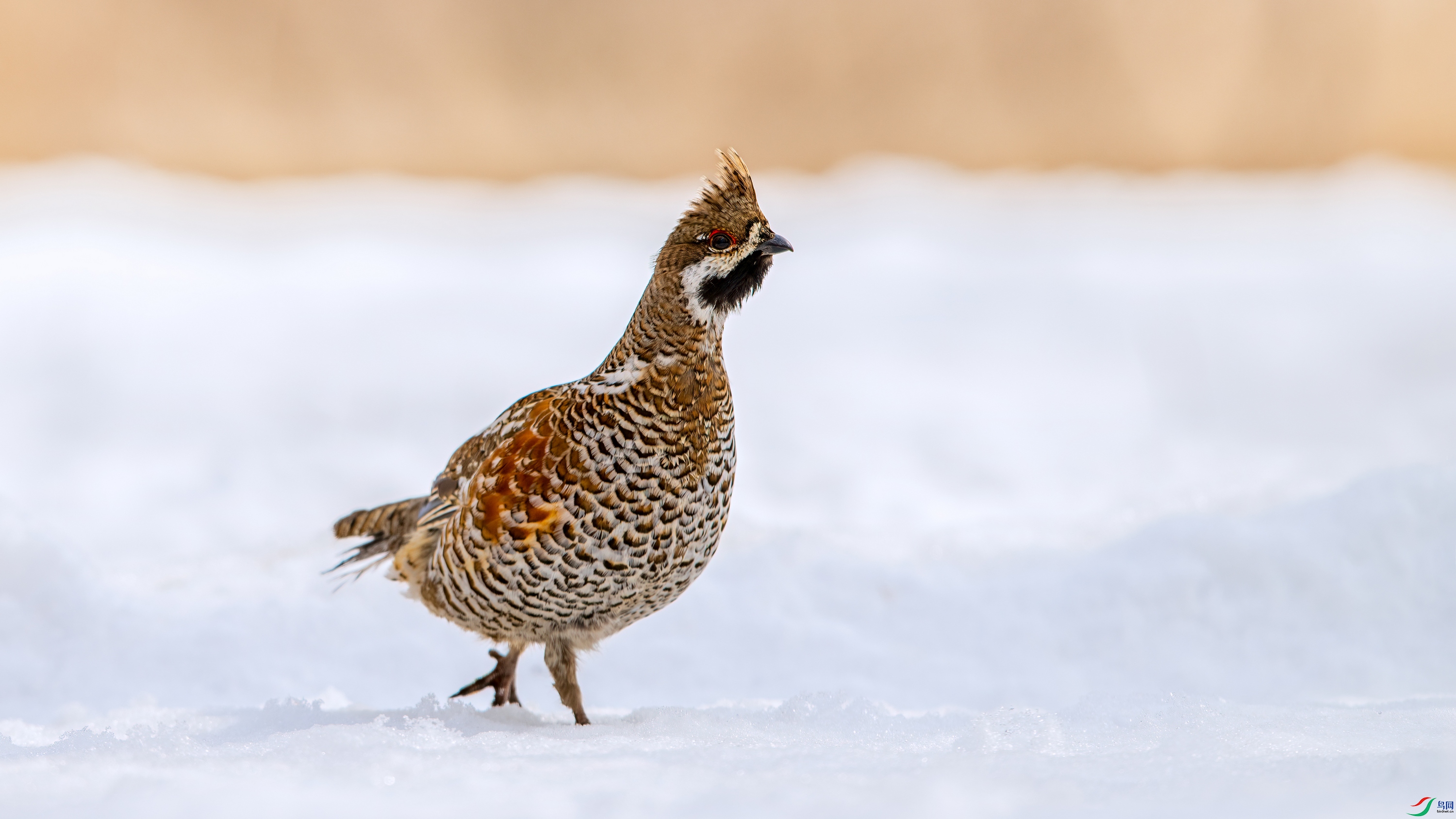 ��Ƭ_DSC3235 ����.jpg