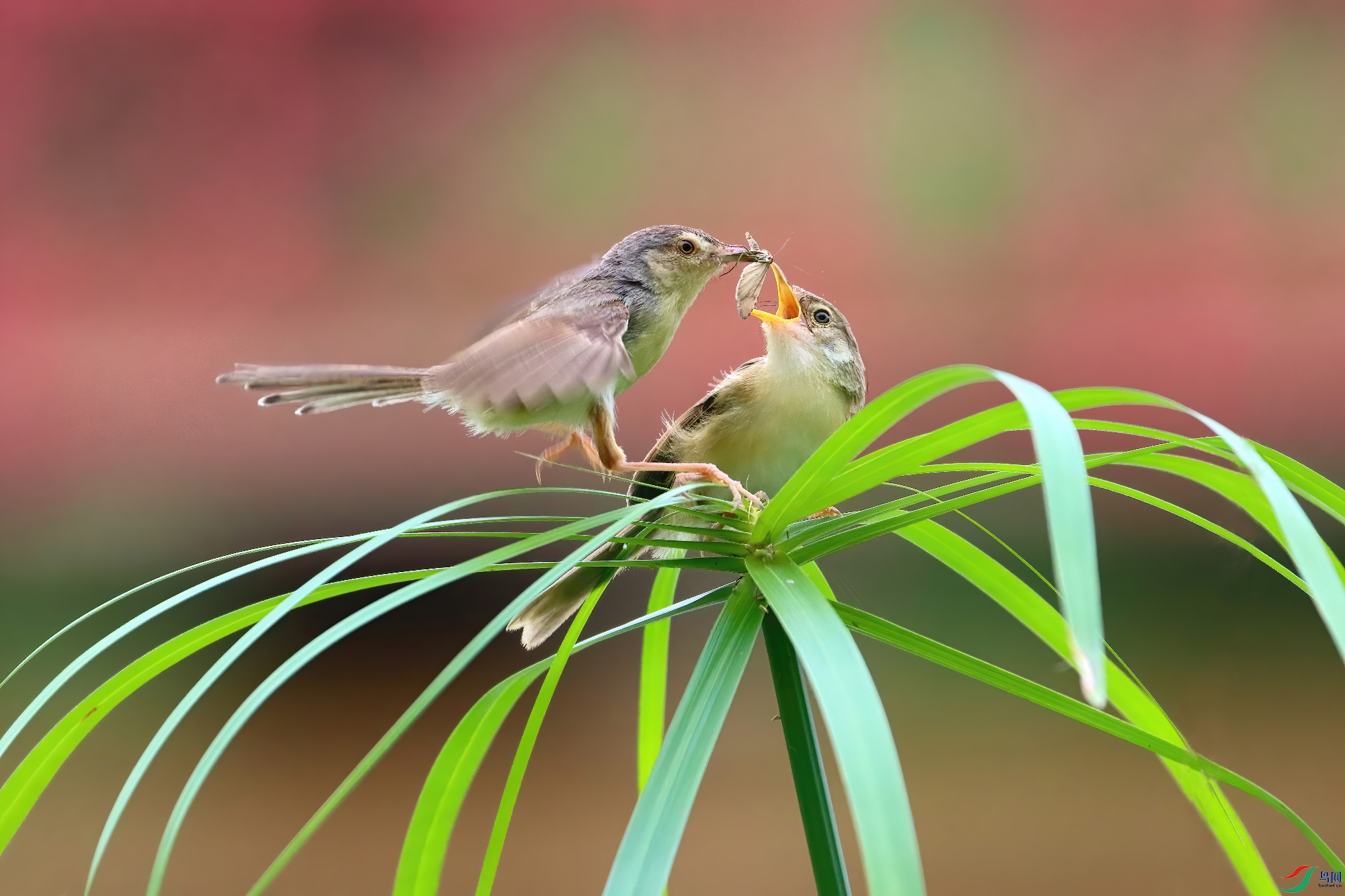 ��ʳ����