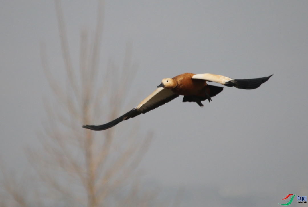 IMG_9500a.JPG