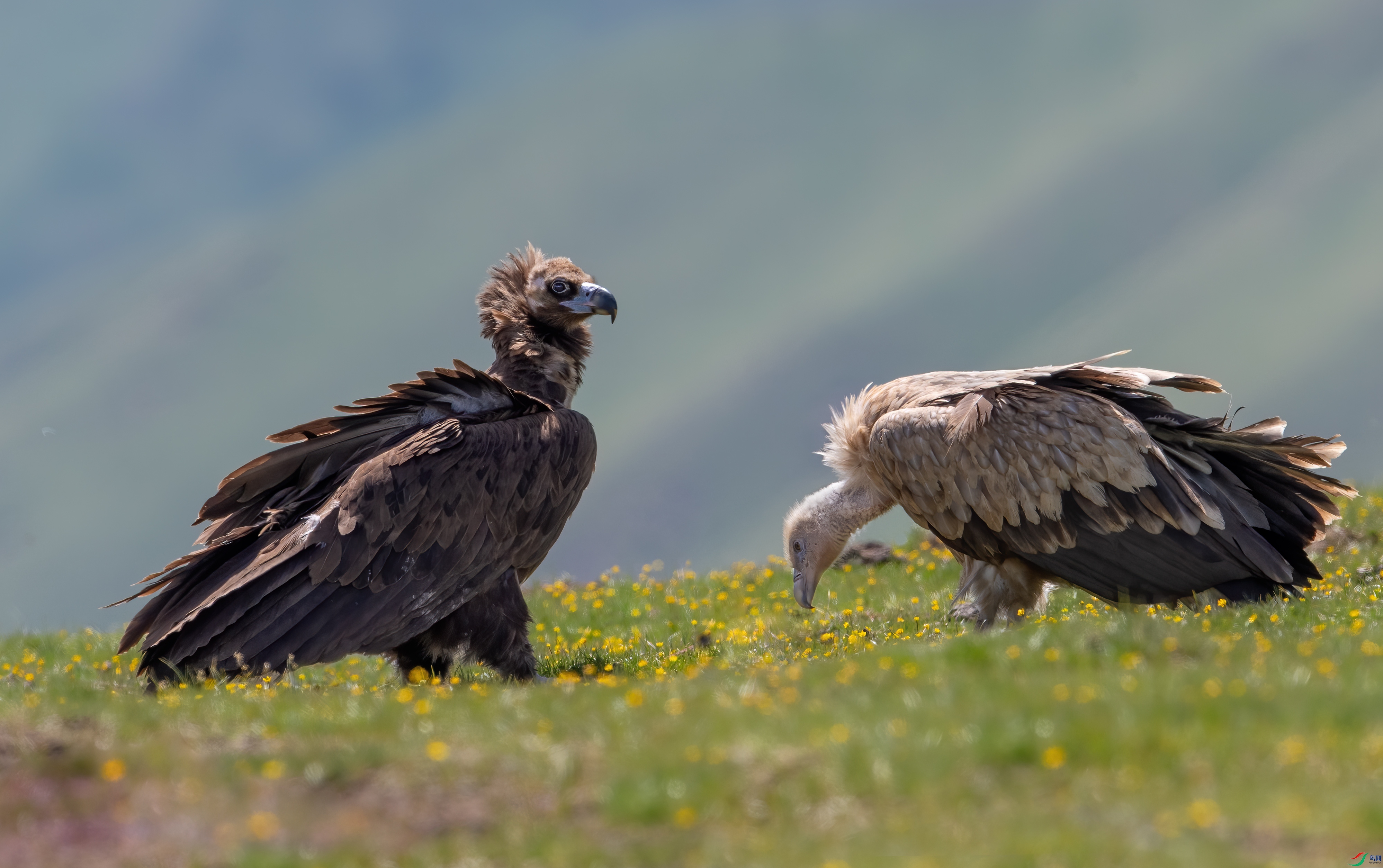 DSC_9387-1.jpg
