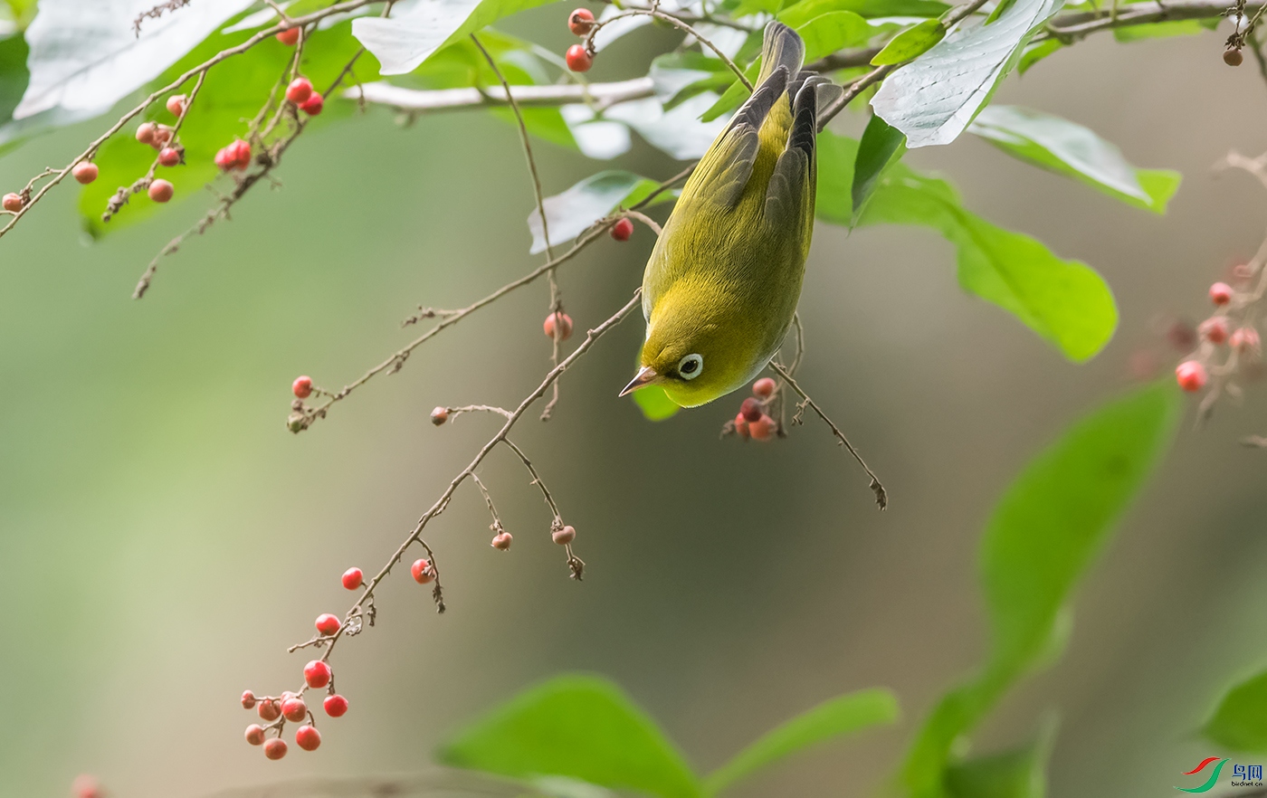 DSC_30331.jpg