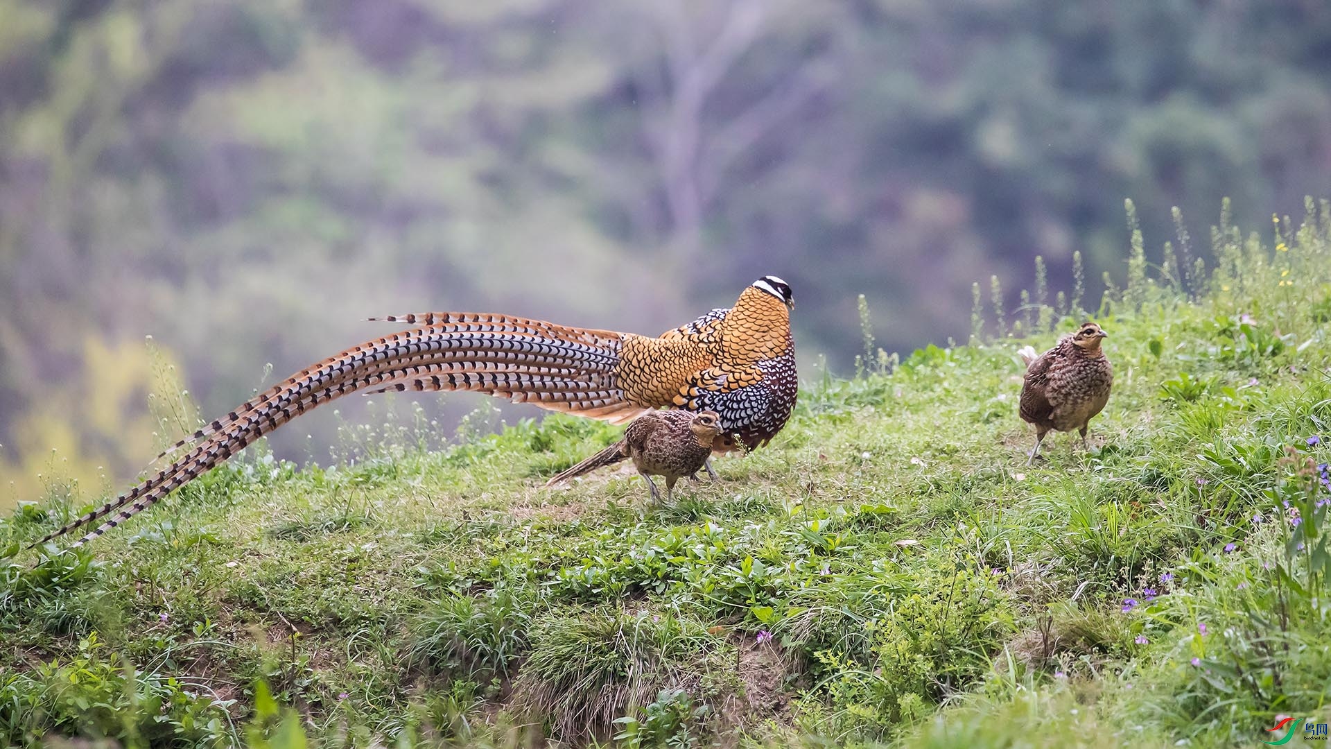 AR2I1000.psd-1.jpg