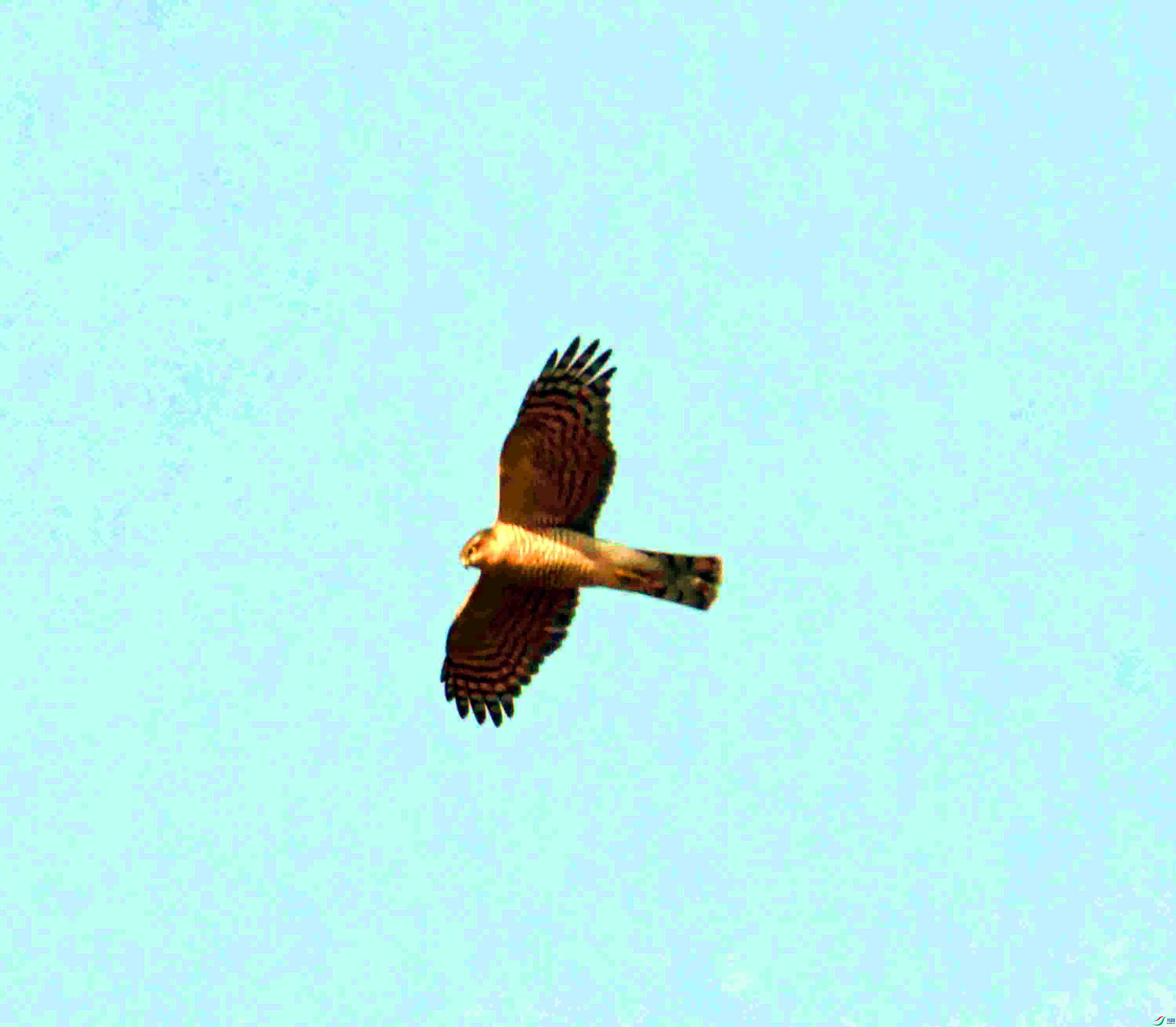 DSC_1523.JPG