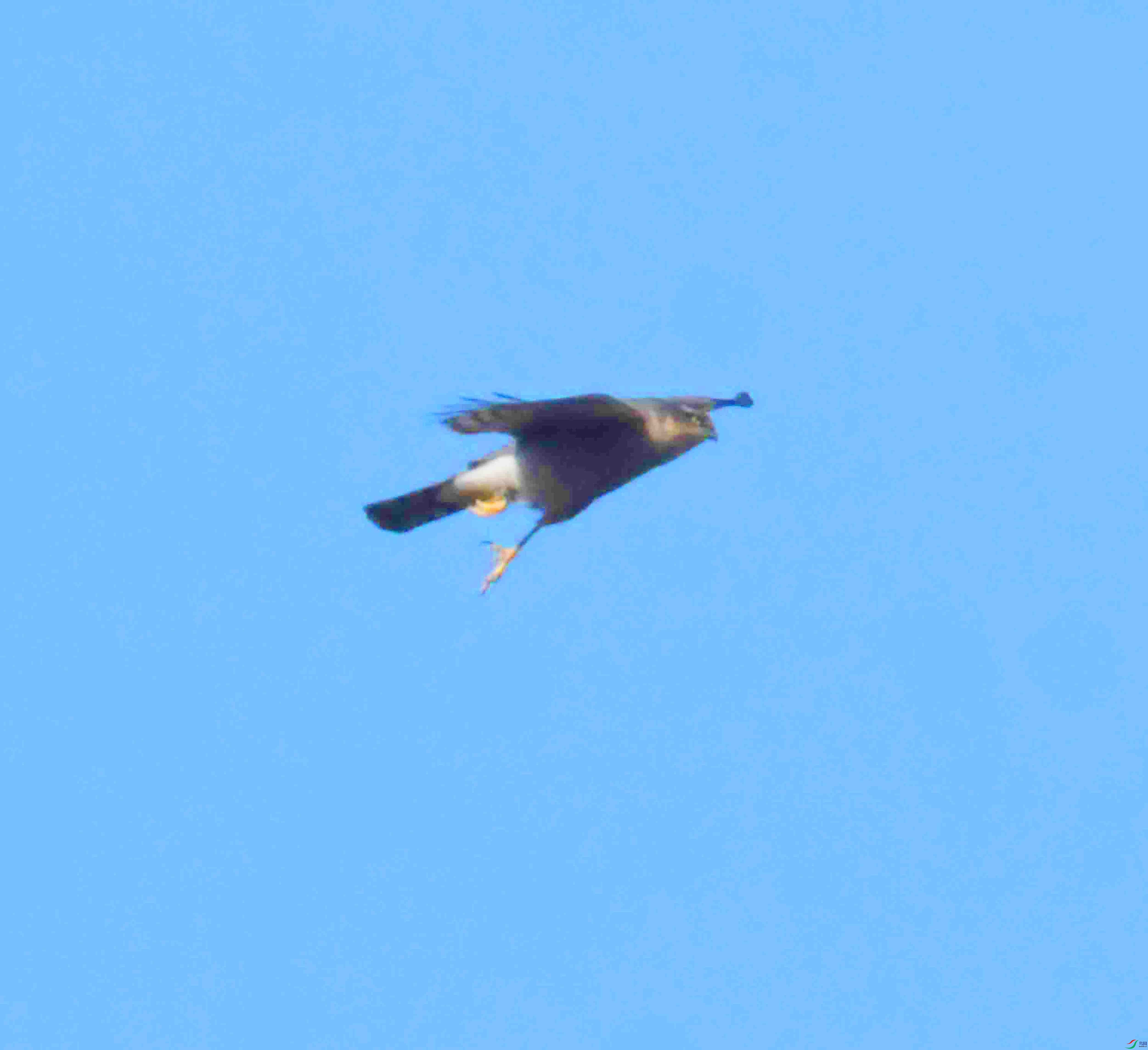DSC_1528.JPG