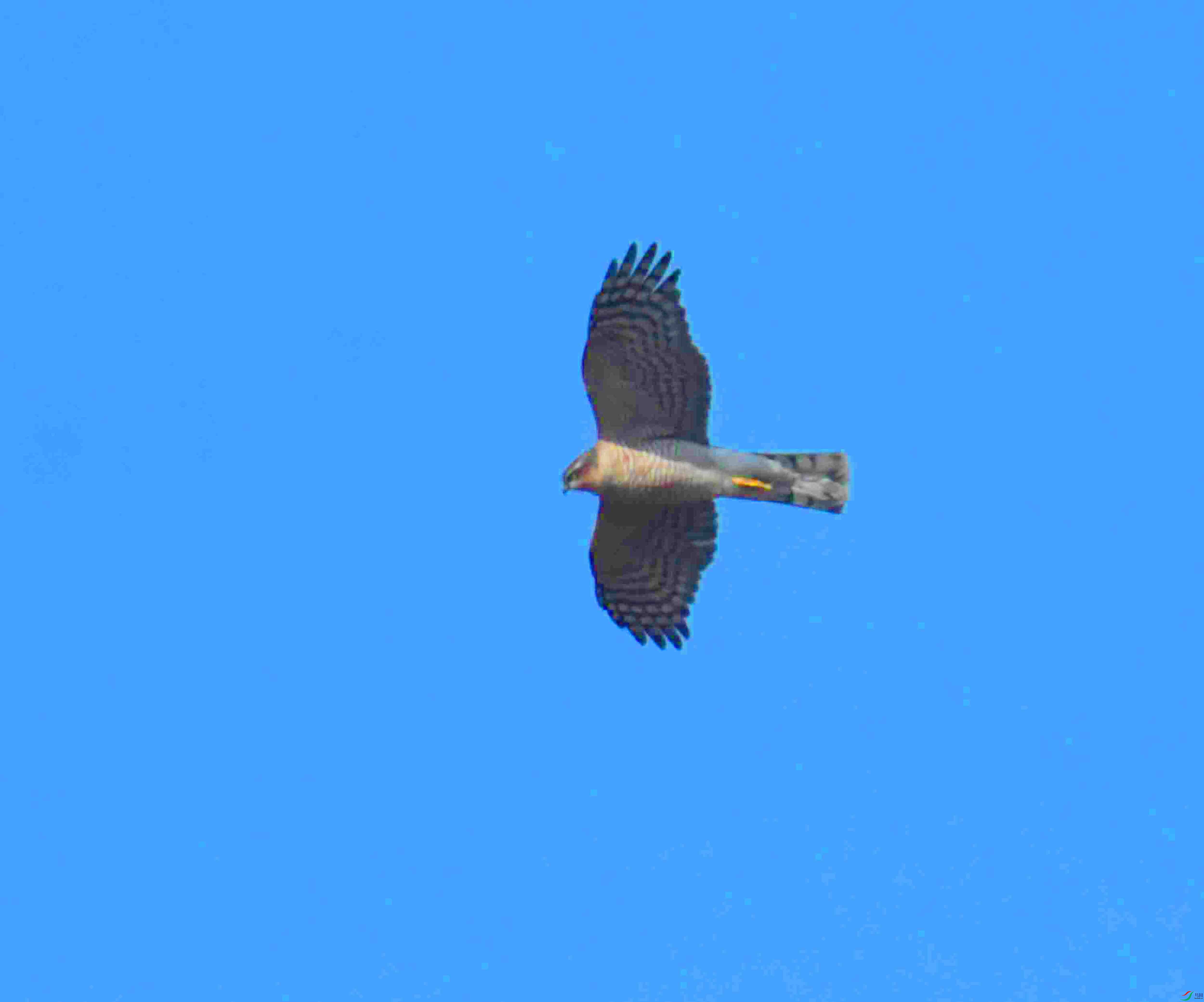 DSC_1525.JPG