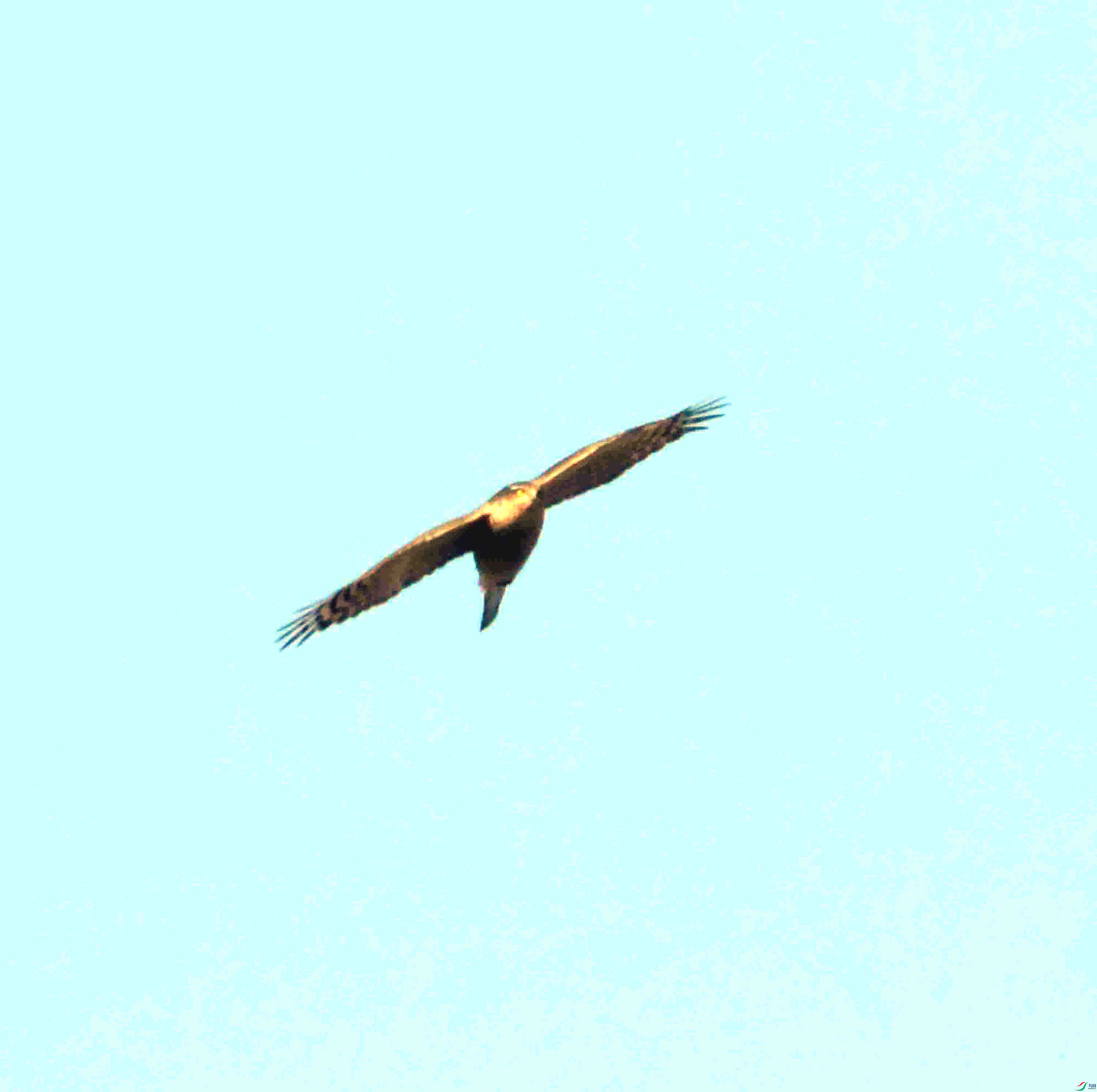 DSC_1530.JPG