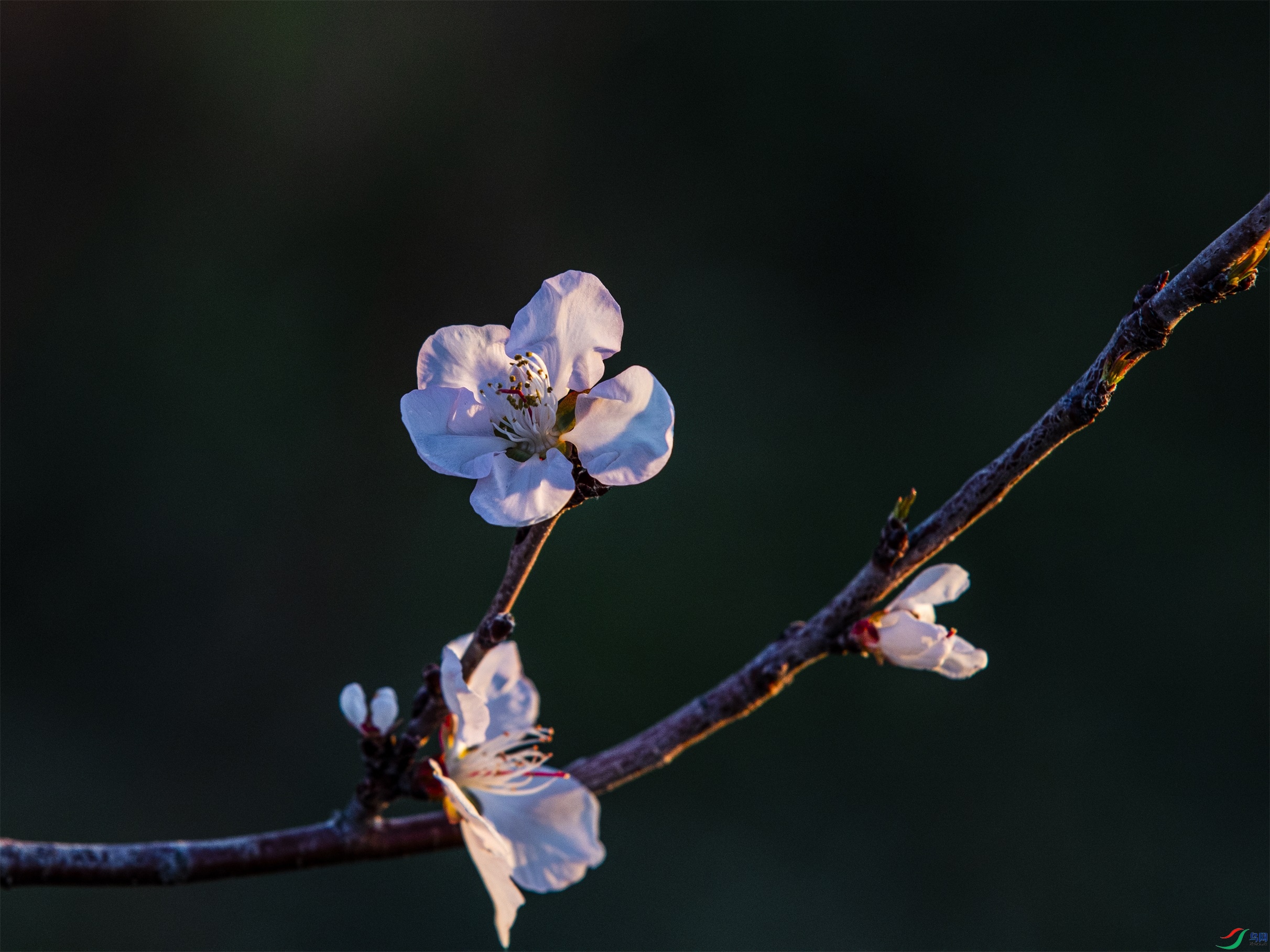 CY4A0738 ����1.jpg