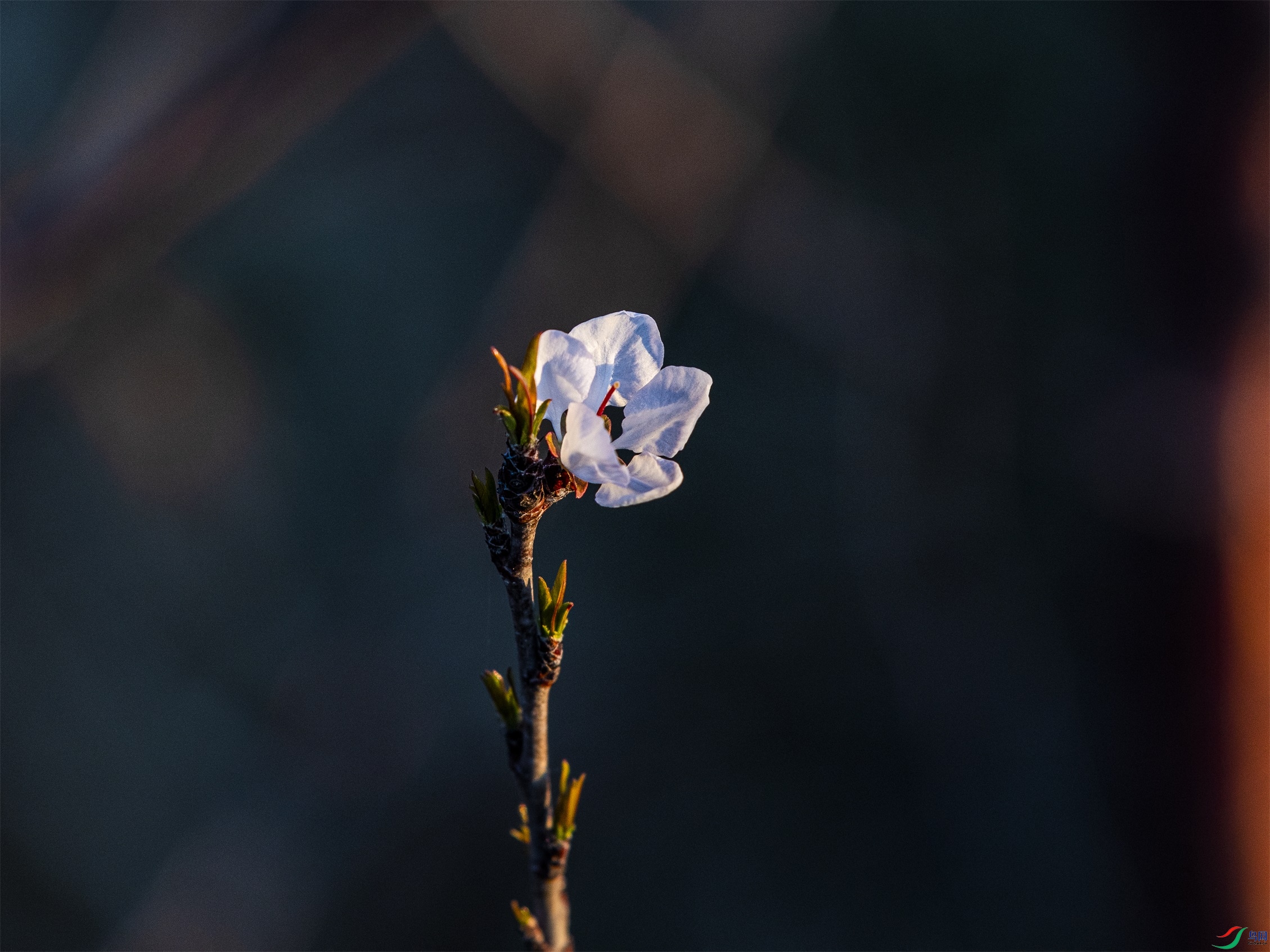 CY4A0745 ����1.jpg
