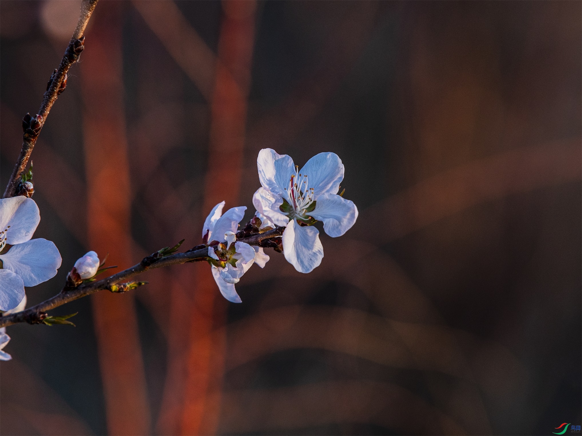 CY4A0743 ����1.jpg