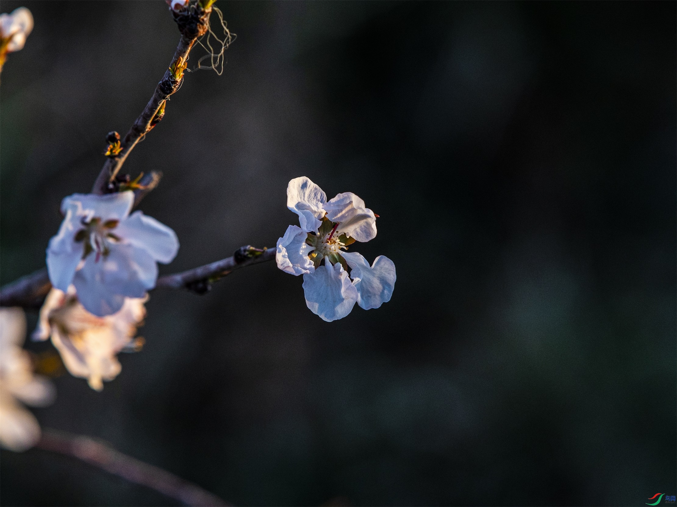 CY4A0746 ����1.jpg