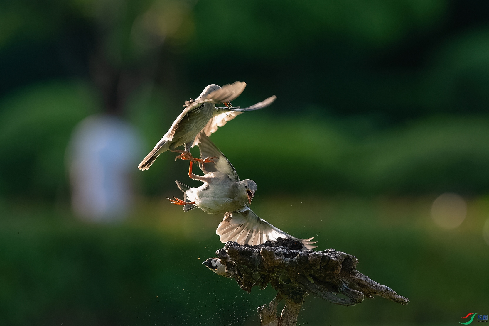DSC_6087_DxOa.jpg