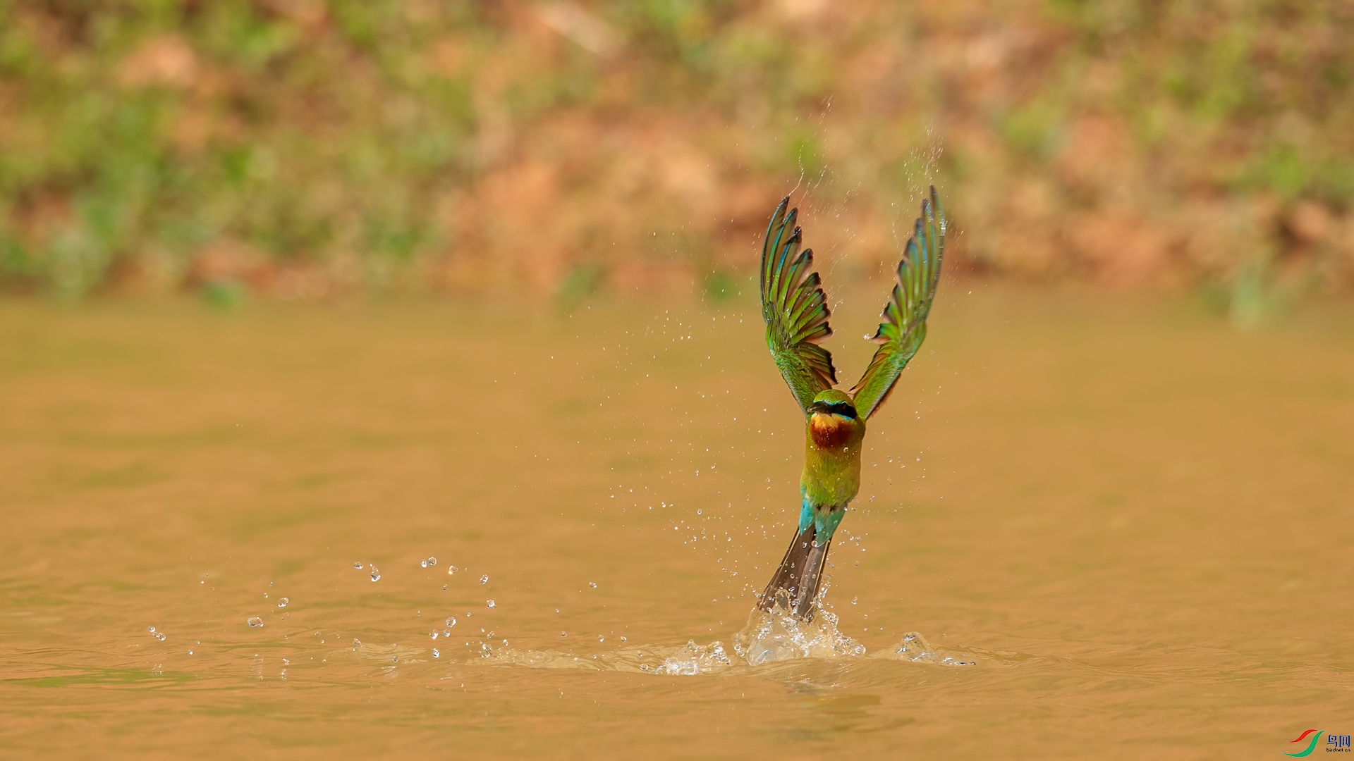 AF_03123.jpg