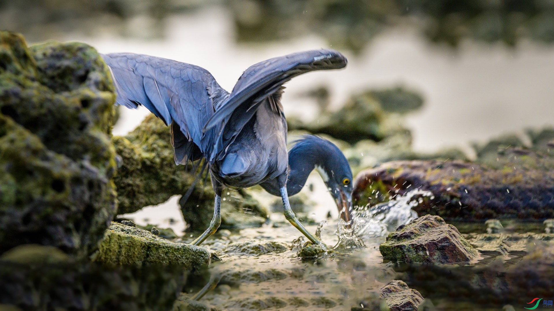 1_XXL6034 ����.jpeg