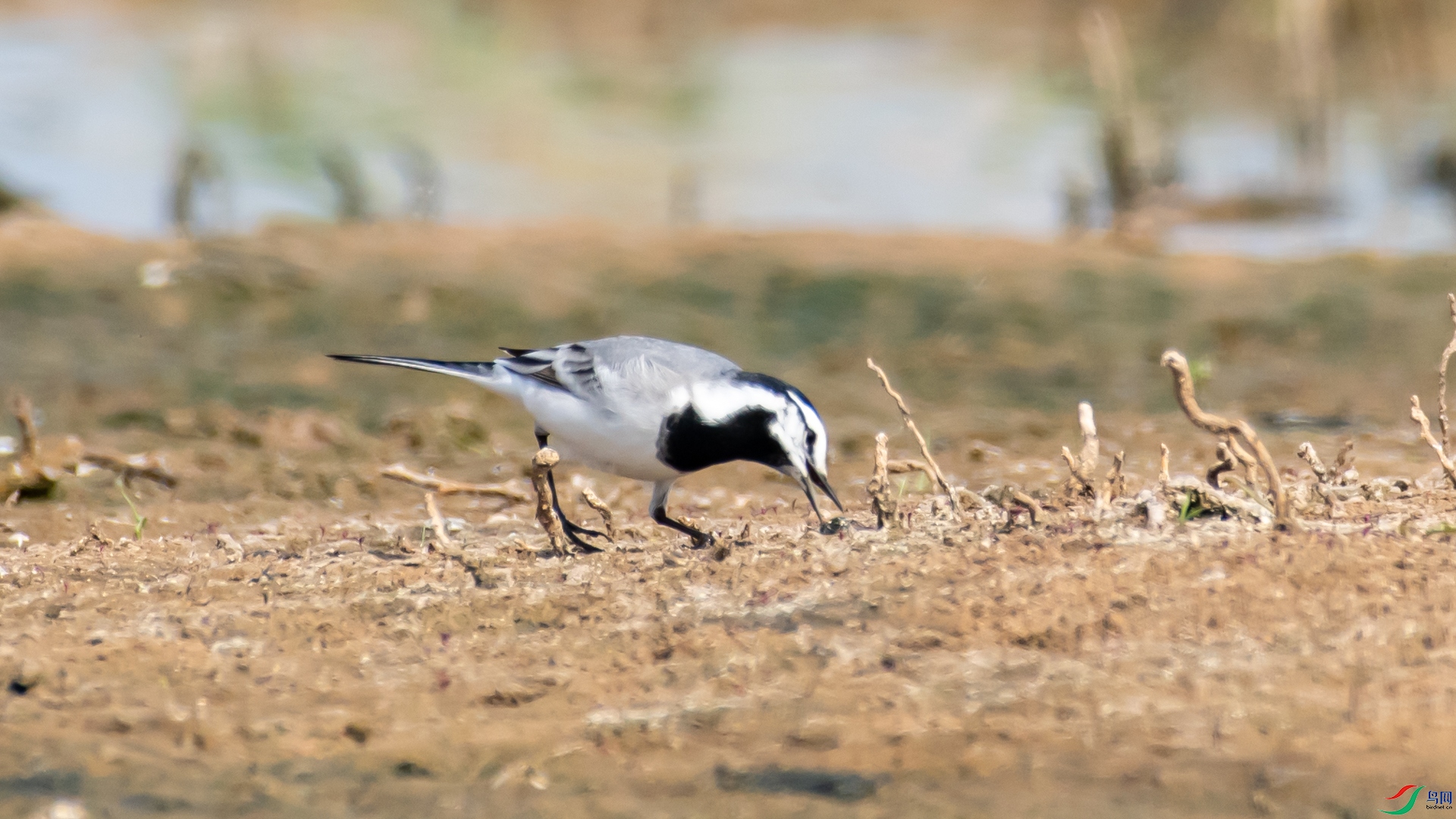 DSC_9088.jpg