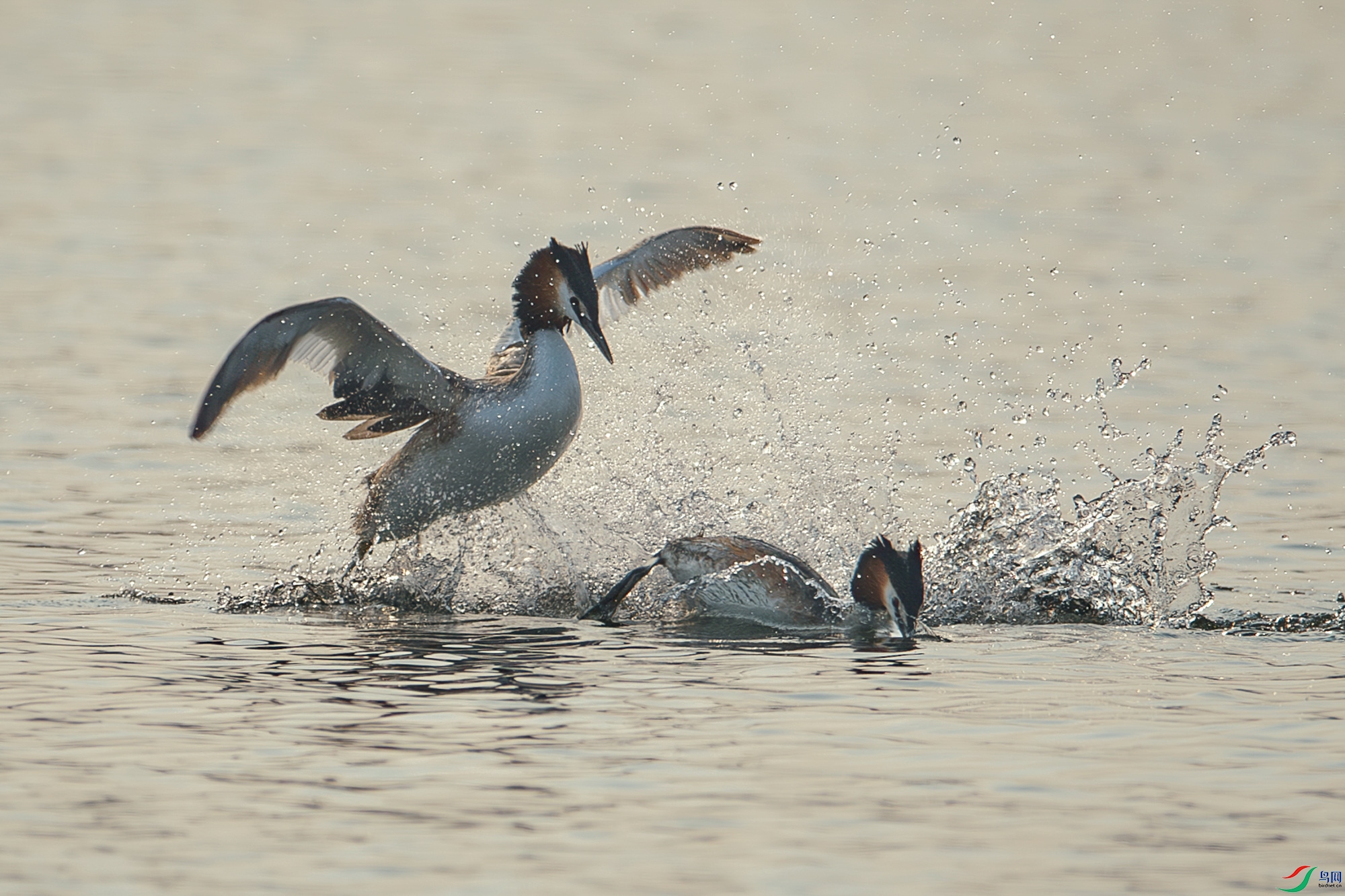 A68O8135-����ǿ-NR-1 ����.jpg