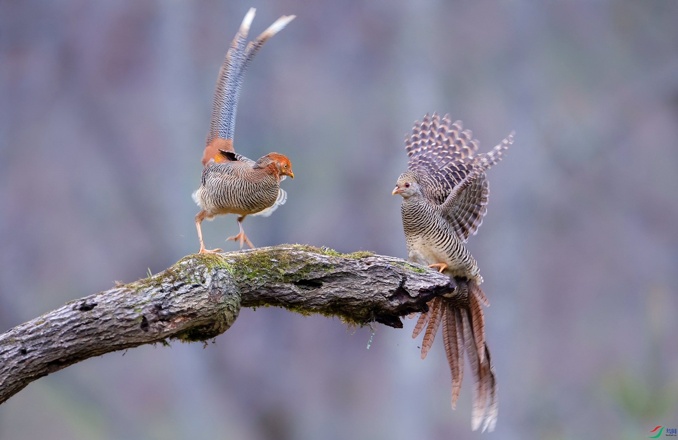 DSC_1557-1.jpg