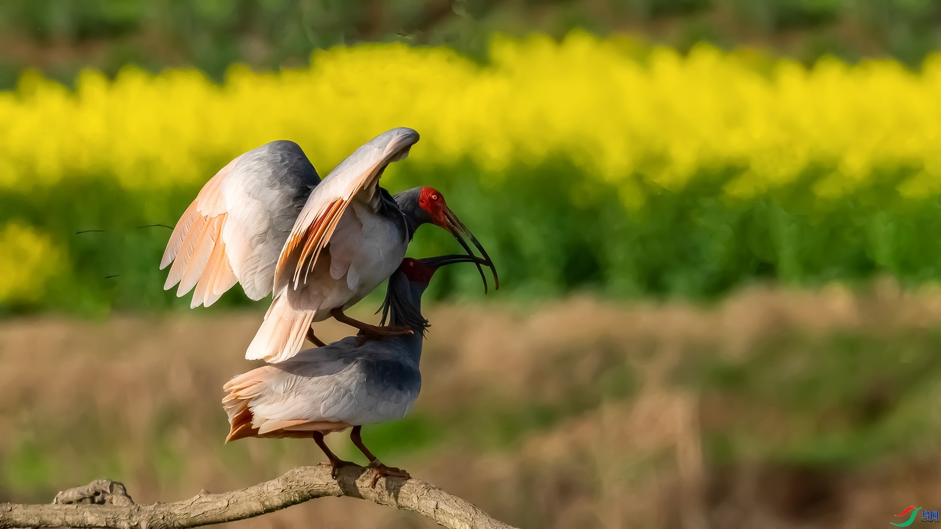 4.16 ��������ʦ��Ʒ  ���q  �ٻ�2024��4��16�ջ�Ա��ҳ����.jpg