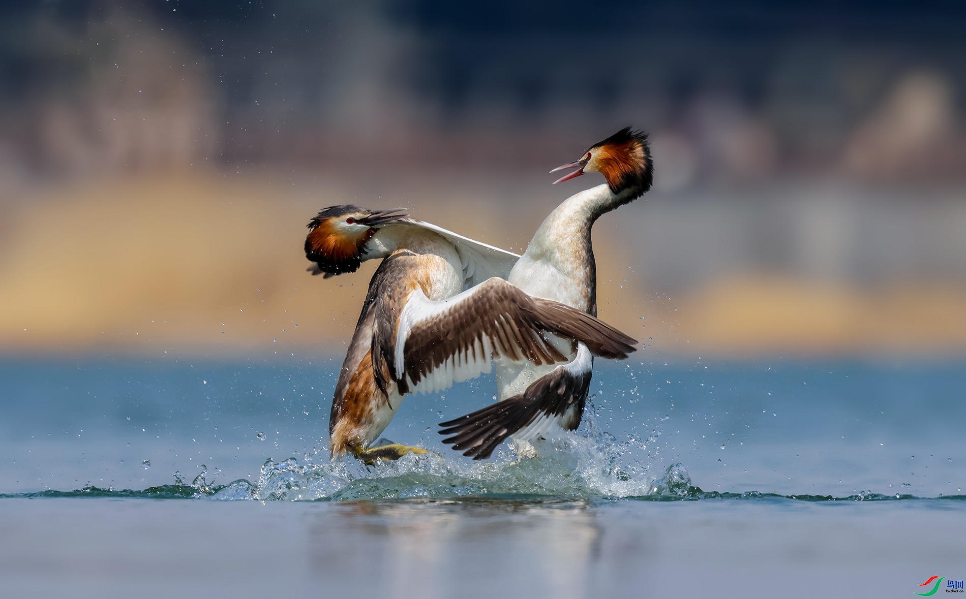 4.17 ��½-������ʦ��Ʒ  ����ӵ����  �ٻ�2024��4��17�ջ�Ա��ҳ����.jpg