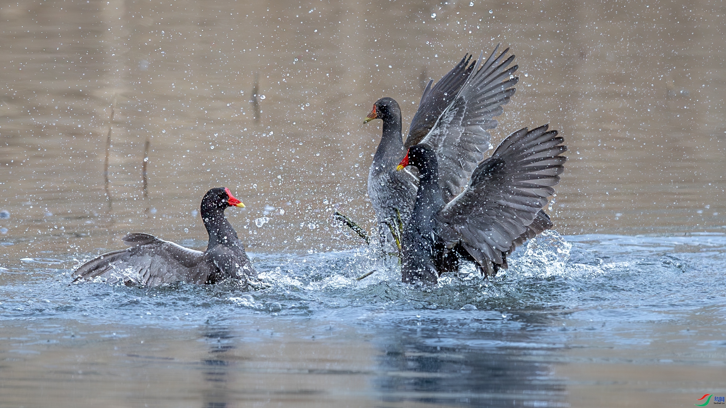 4.18 ��Ů��·����ʦ��Ʒ  ����һ  �ٻ�2024��4��18�հ�����ҳ����.jpg